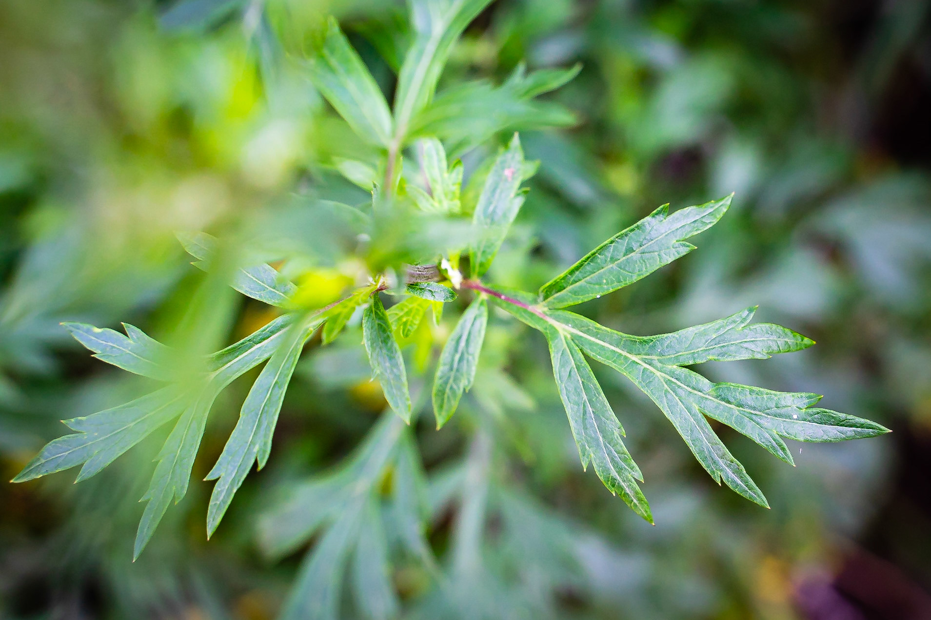 Artemisia vulgaris - Armoise commune