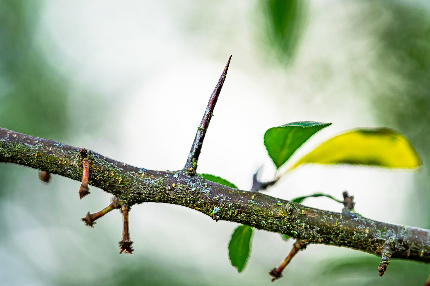 Prunus spinosa - Prunellier