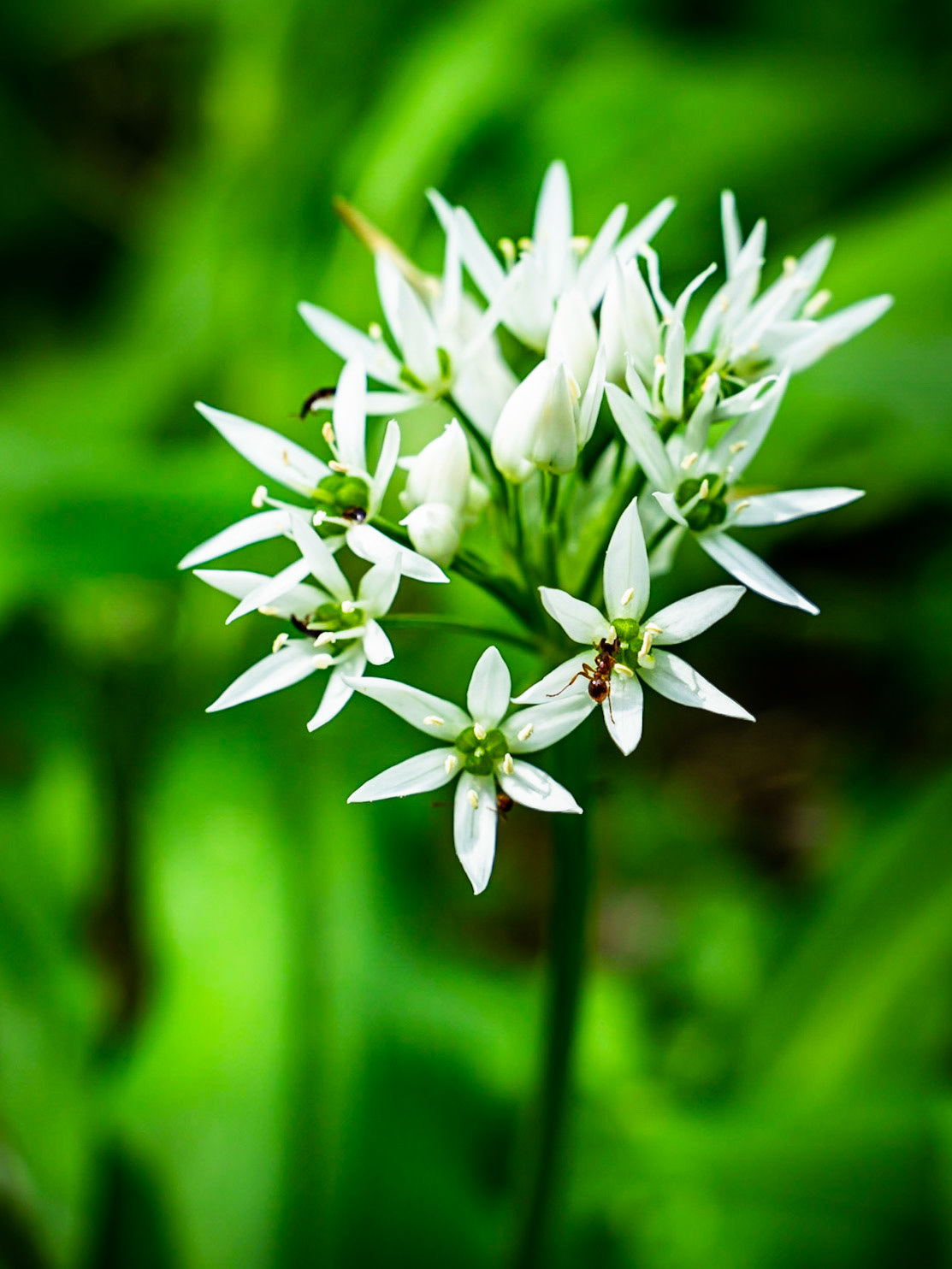 Allium ursinum - Ail des ours