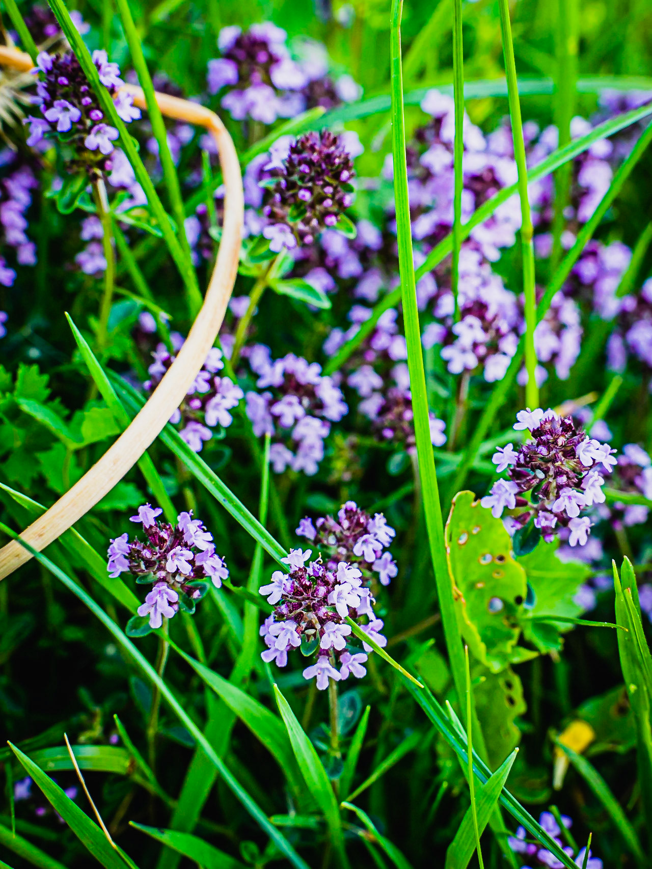 Thymus serpyllum aggr. - Thym serpolet