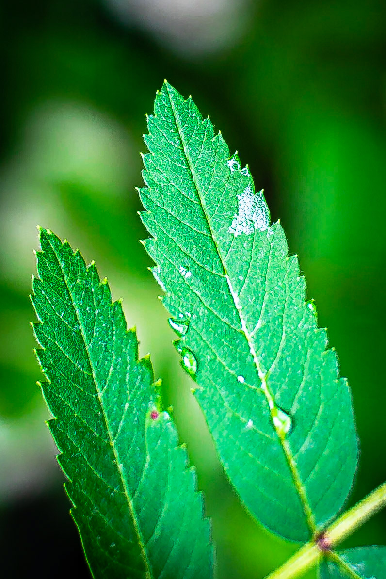 Sorbus aucuparia - Sorbier des oiseleurs