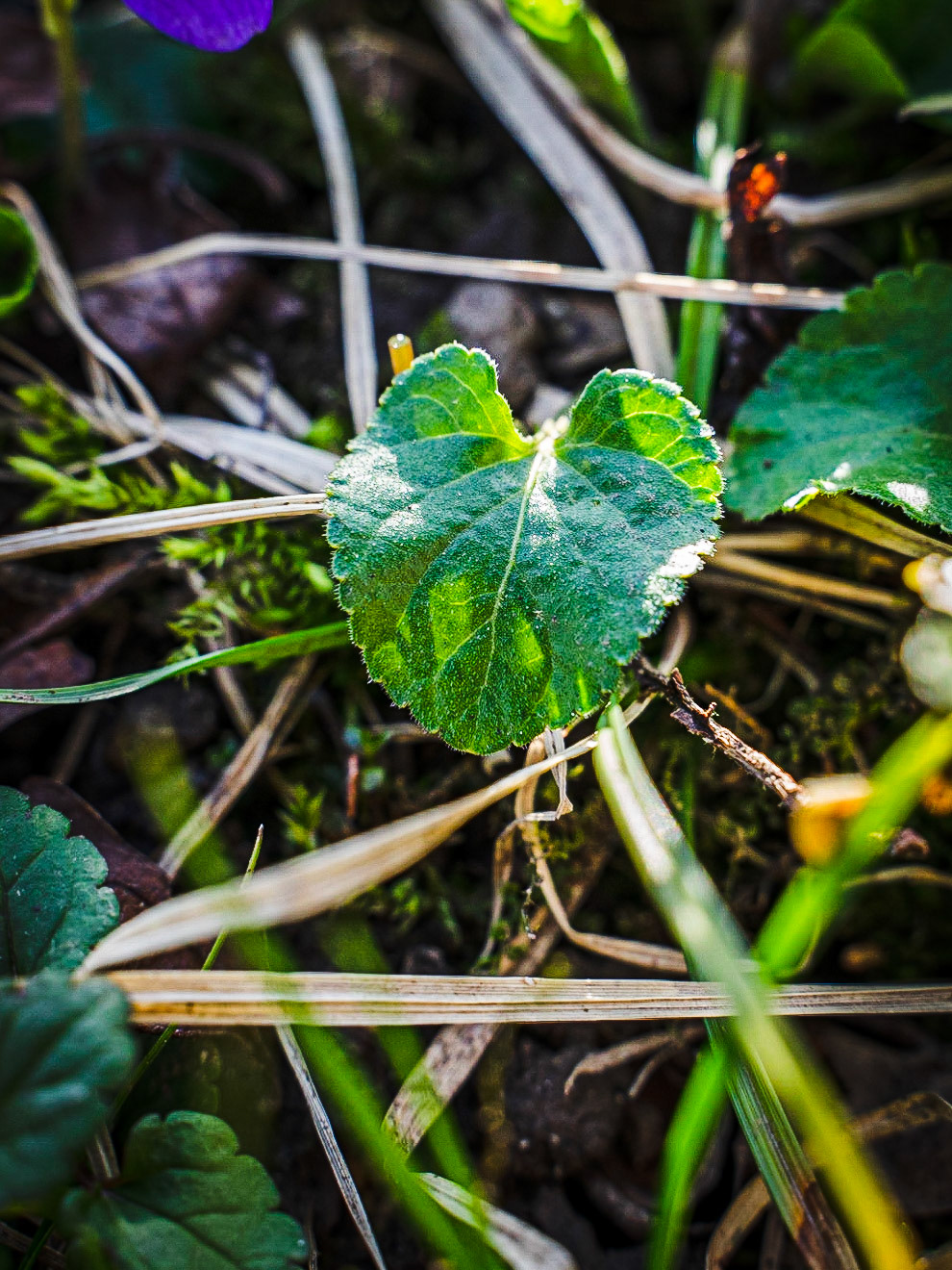 Viola odorata - Violette odorante