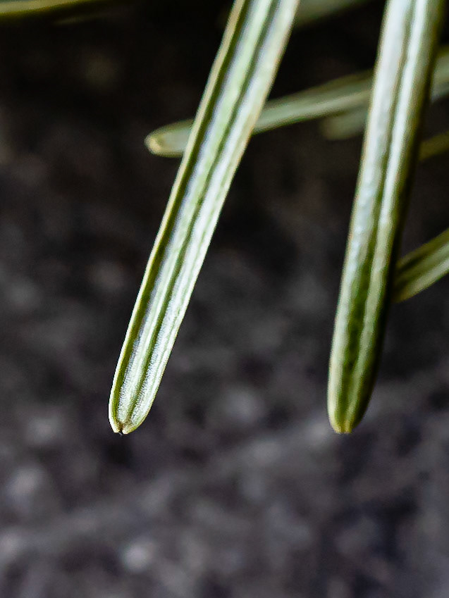Abies alba - Sapin blanc
