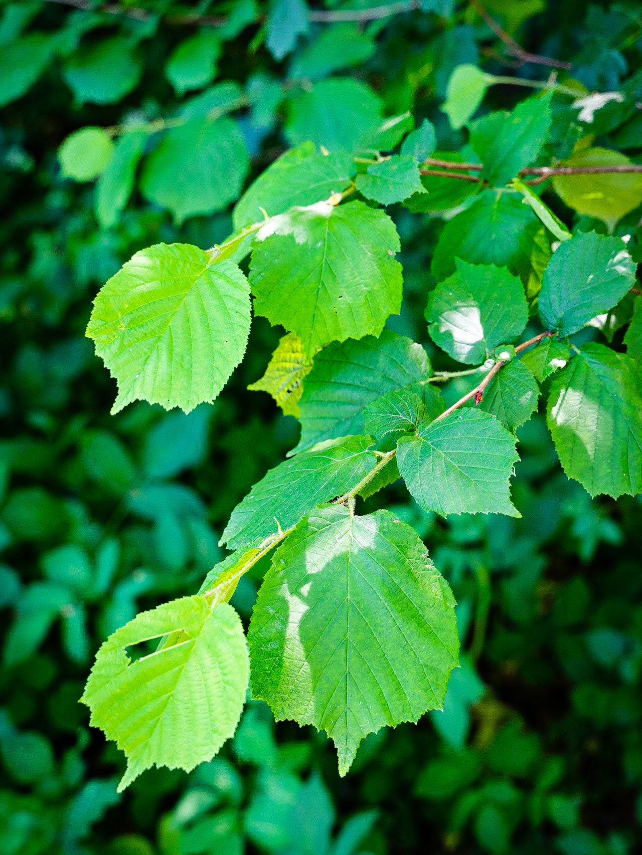 Coryllus avellana - Noisetier commun