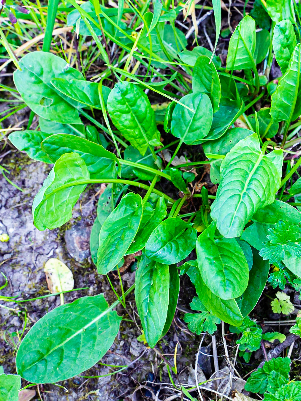 Rumex acetosa - Oseille des prés