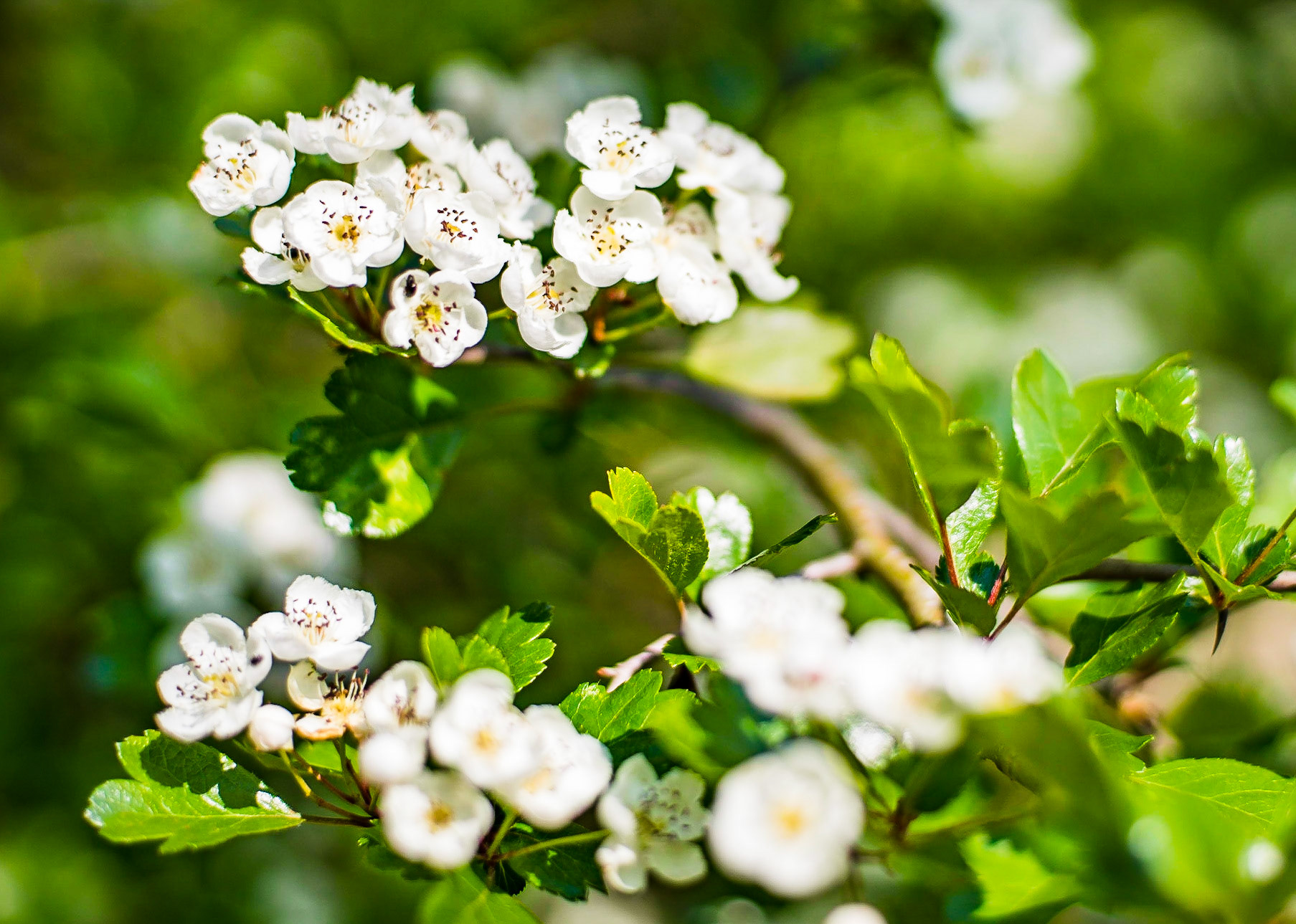 Crataegus monogyna - Aubépine