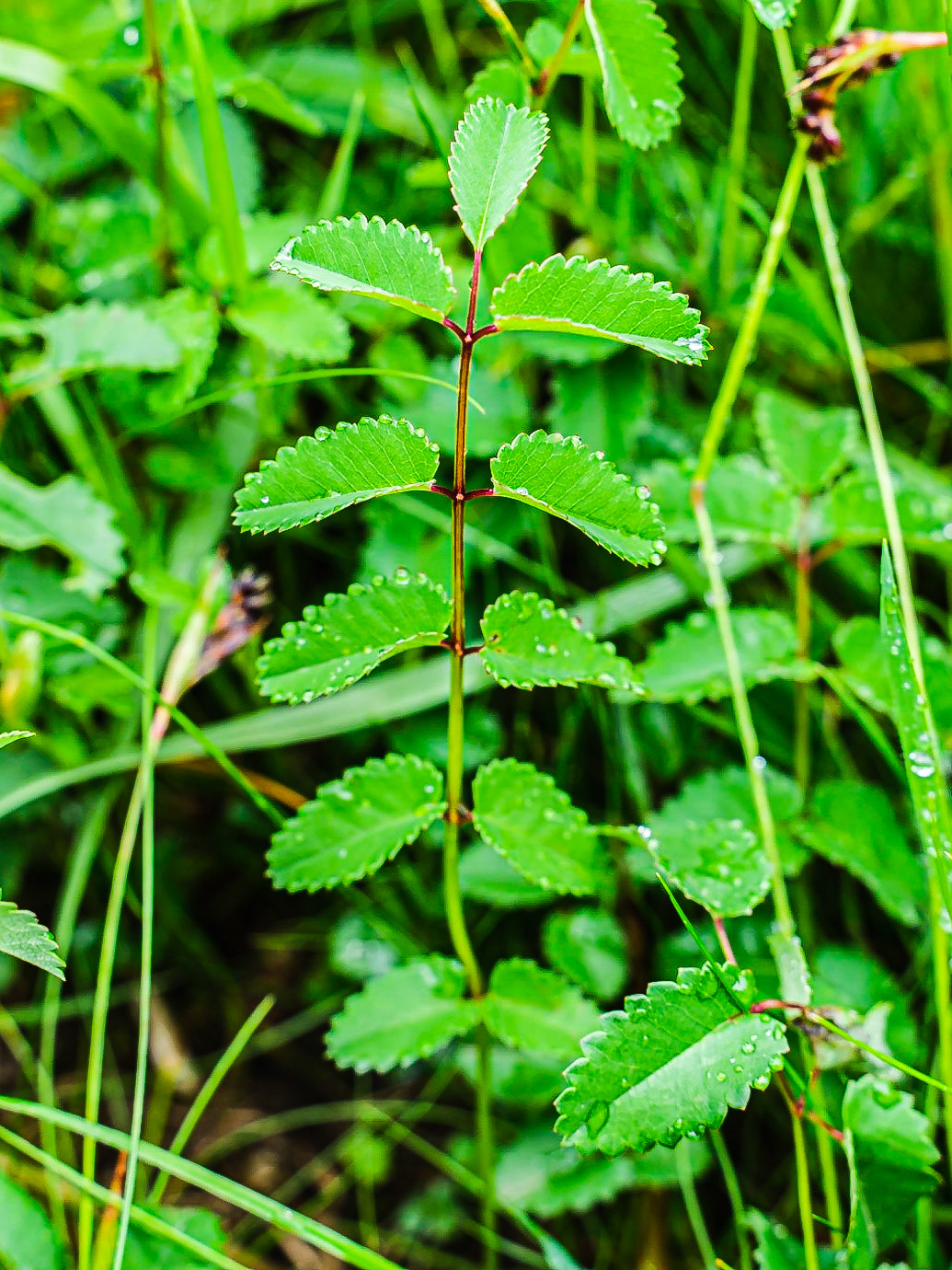 Sanguisorba officinalis - Pimprenelle officinale