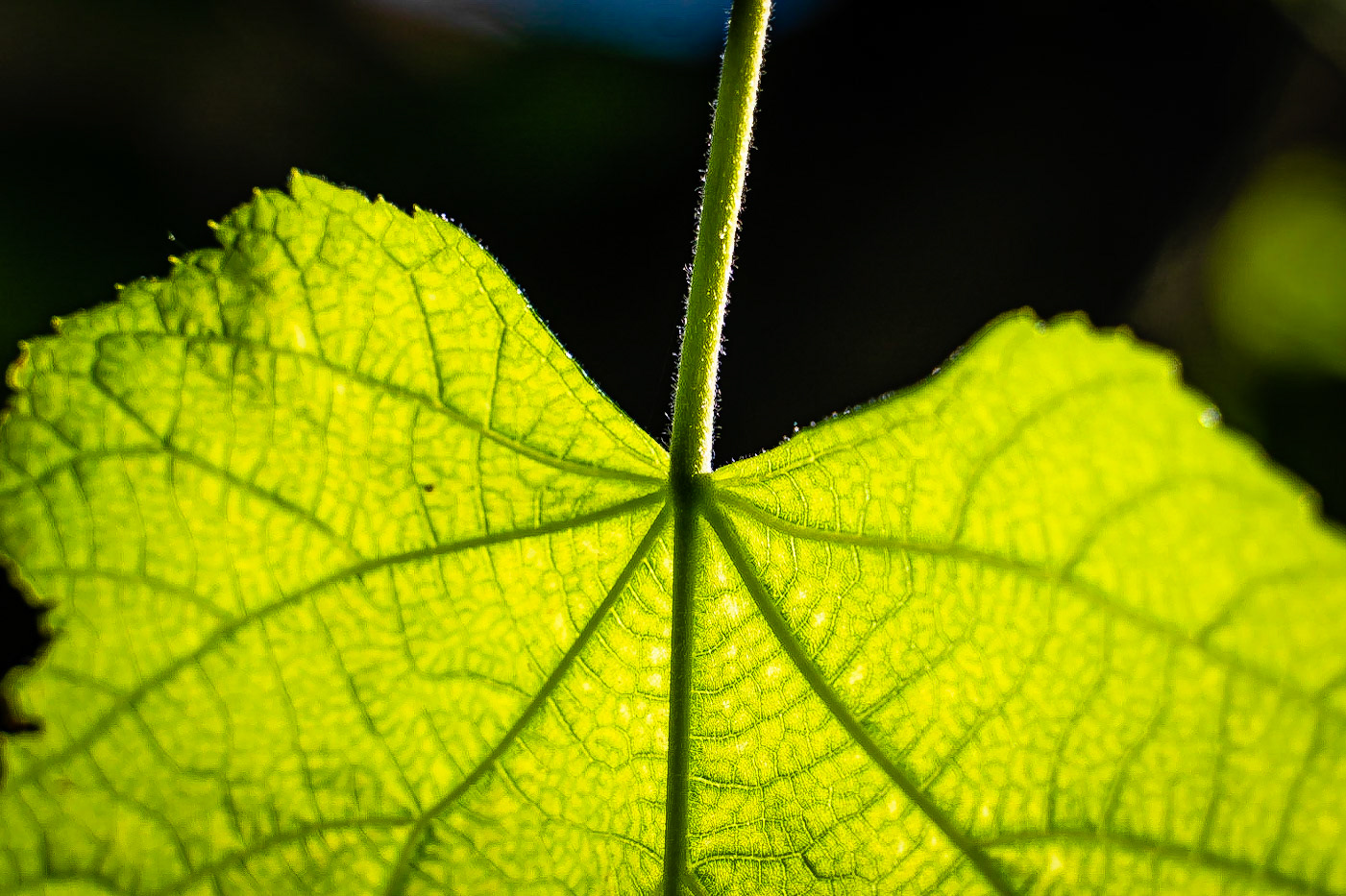 Tilia platyphyllos- Tilleul à grandes feuilles
