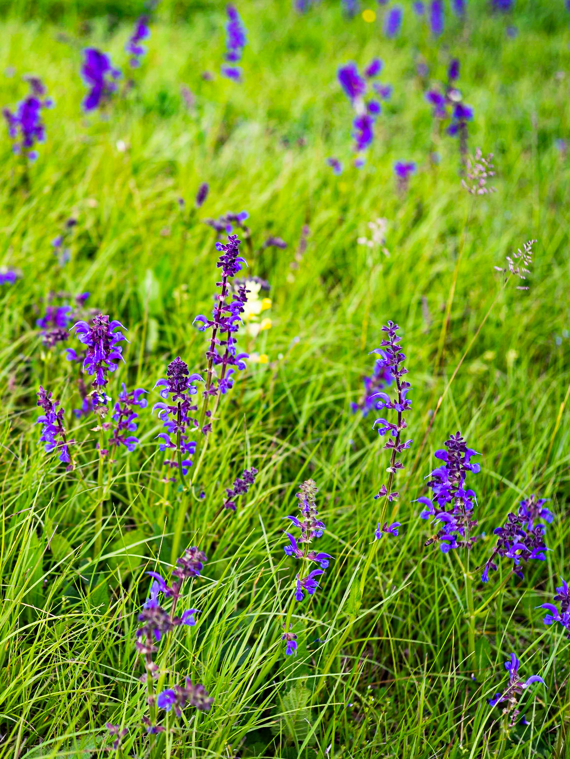 Salvia pratensis - Sauge des prés