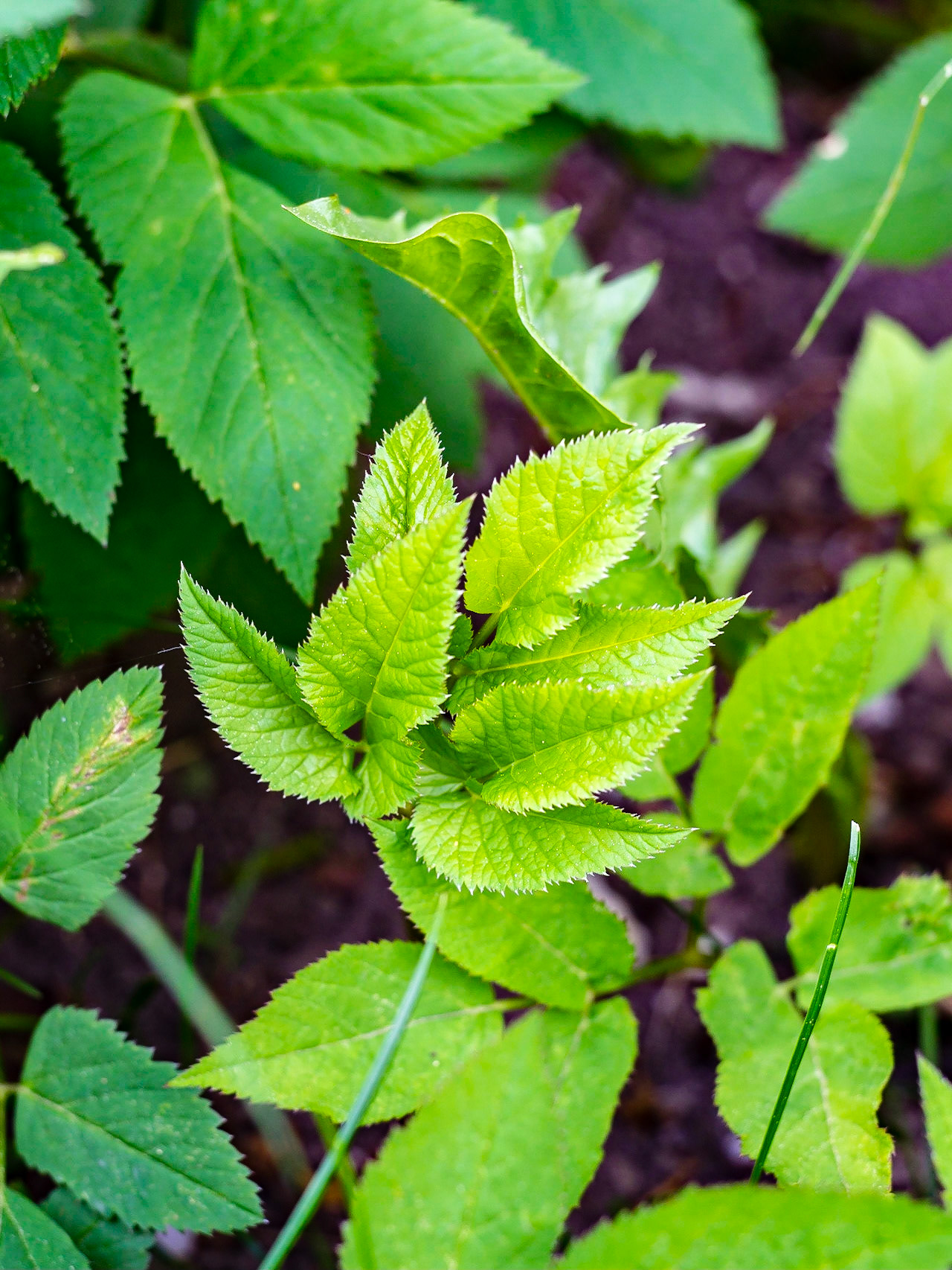 Aegopodium podagraria - Egopode
