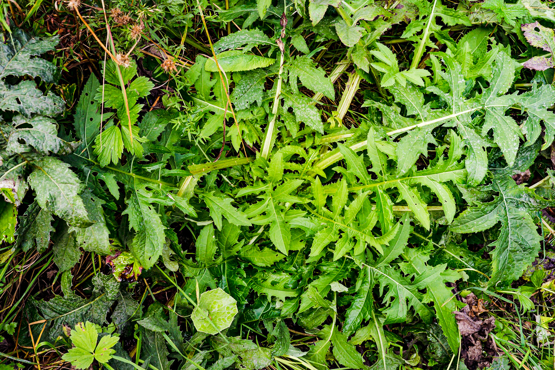 Cirsium oleraseum - Cirse maraîché