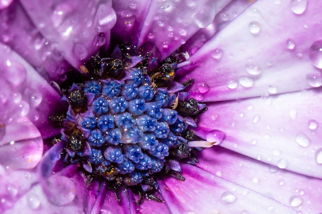 Wahnsinn was man so alles auf einer Makro-Aufnahme endeckt. Mit bloßem Auge hat man die kleinen Tierchen gar nicht wahrgenommen.