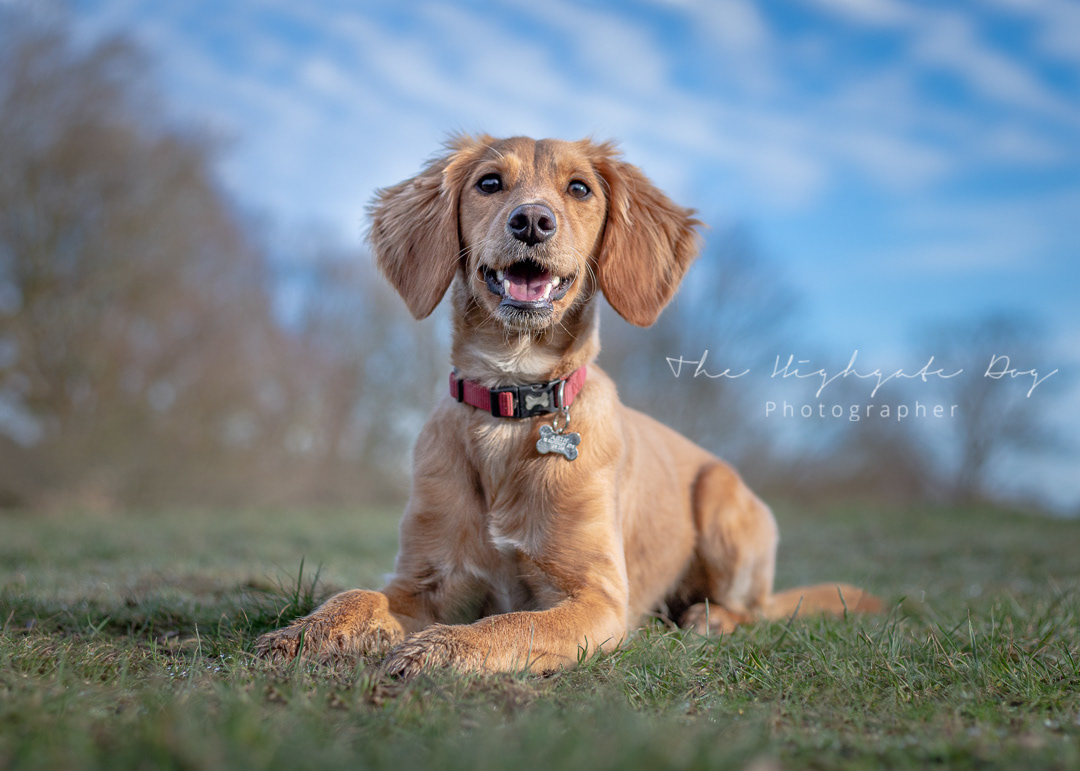 Hampstead dog photography, working cocker spaniel, dog portrait,, puppy