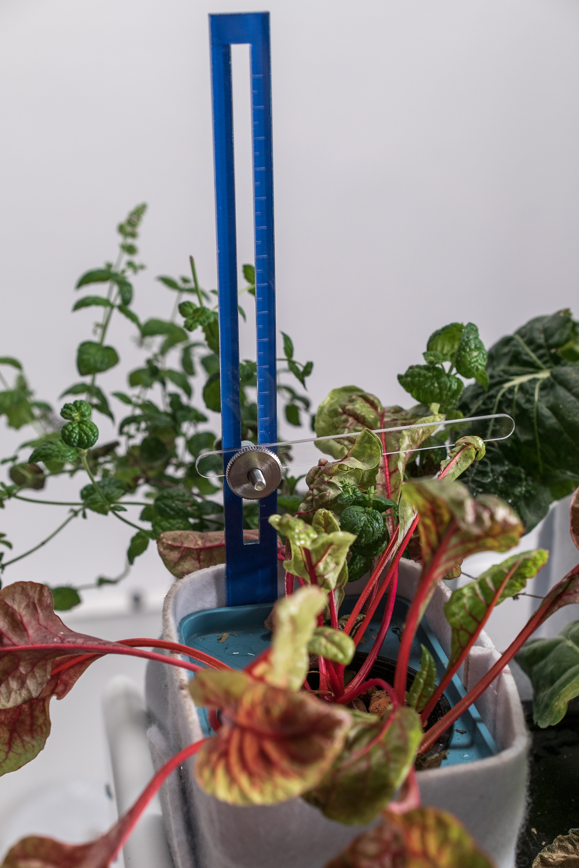 Measure the growth of the HydroFood