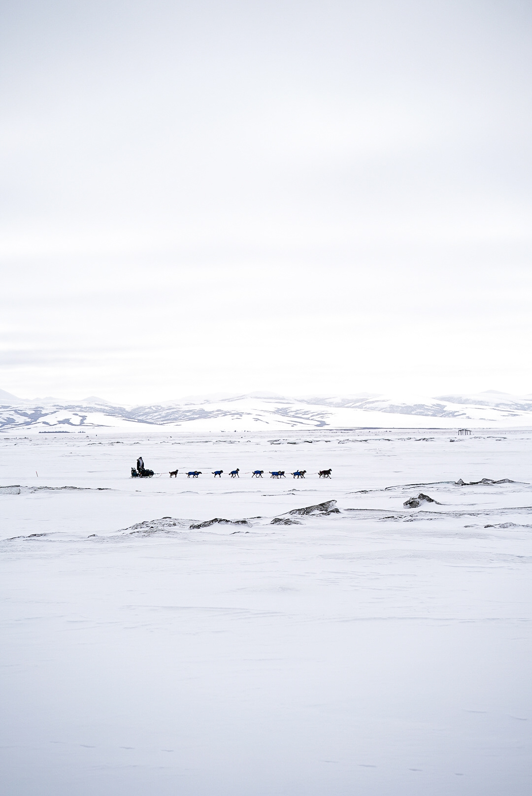 Dog Sled Team Entering Unalakeet, Ak