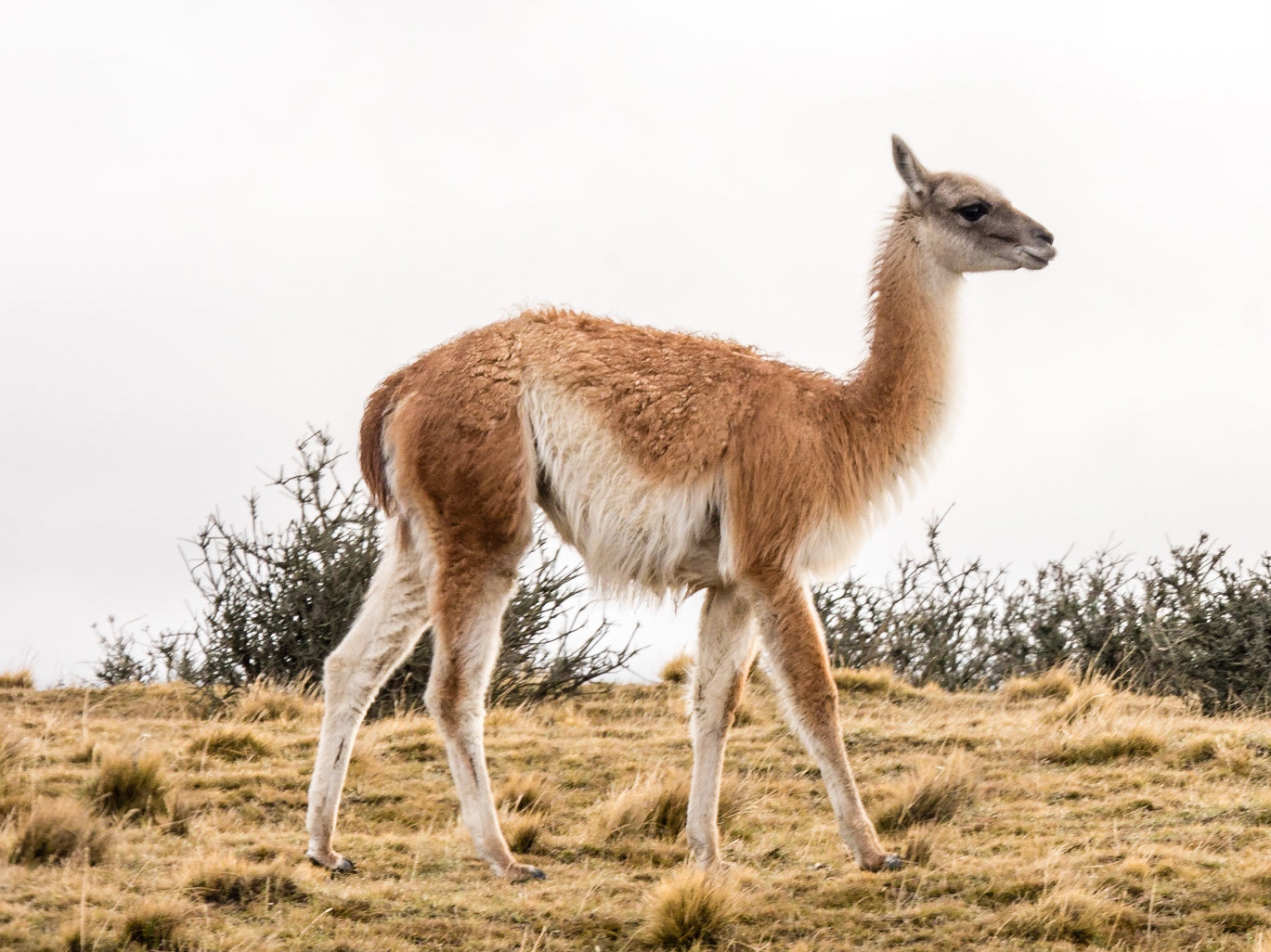 Guanaco