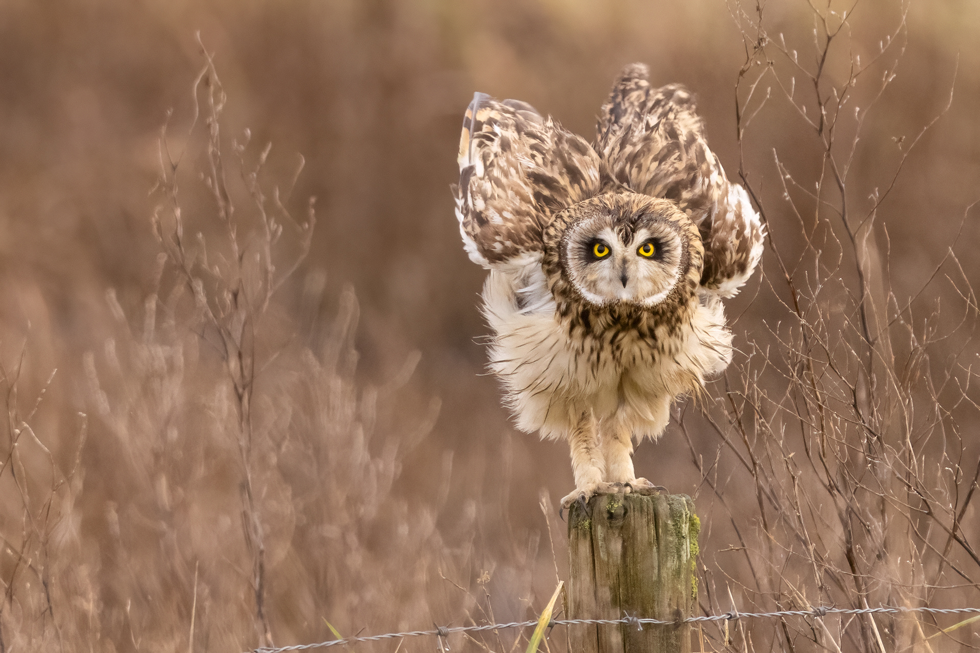 Short-eared Owl (Velduil)