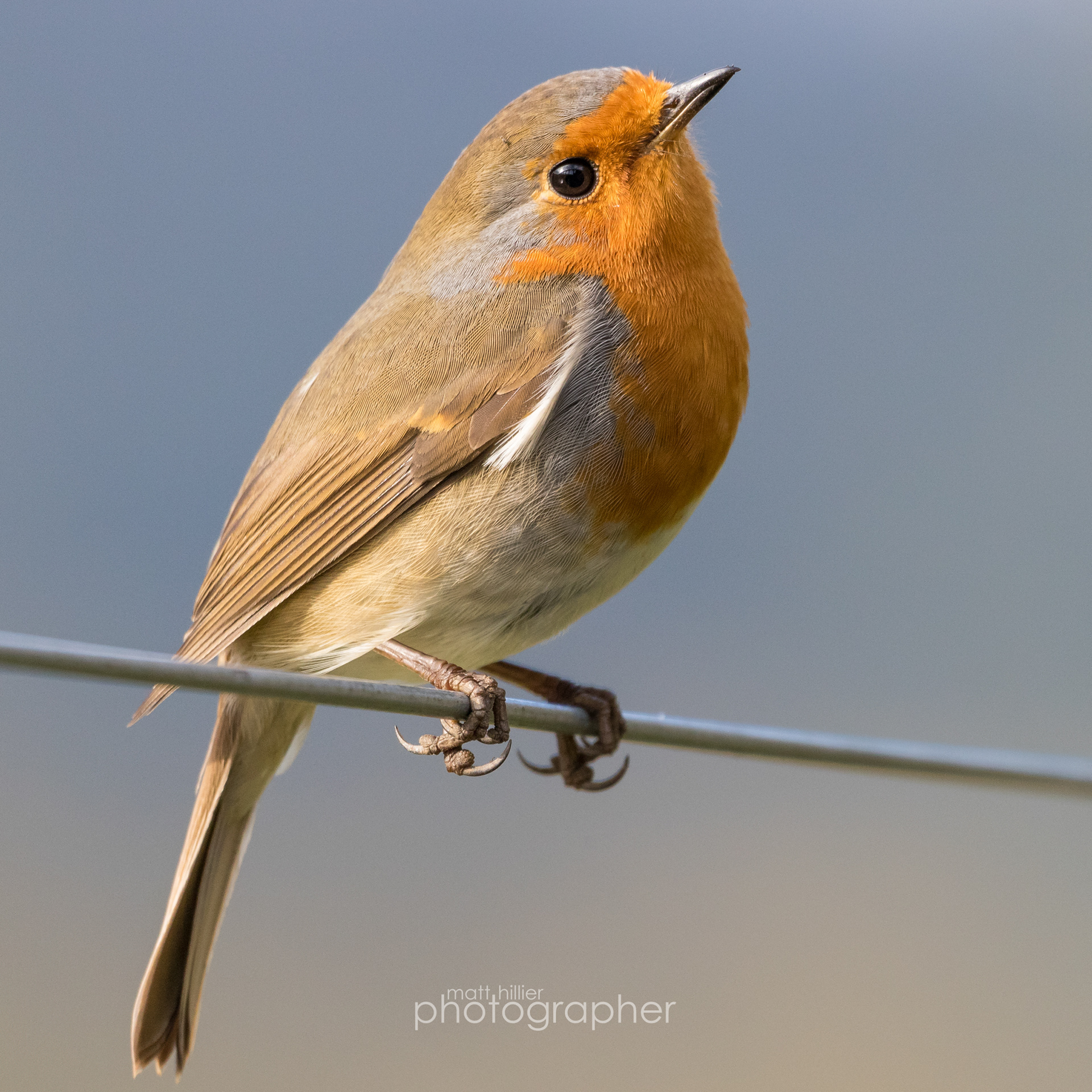 Bird on a Wire