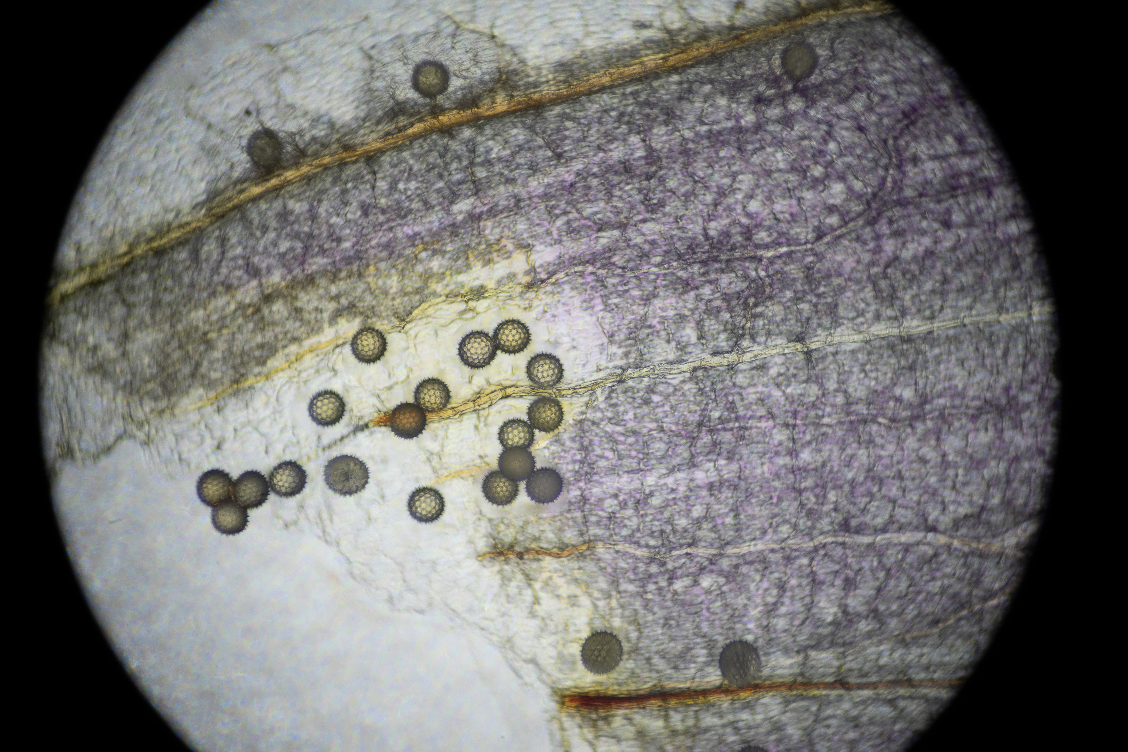 Morning Glory Pollen