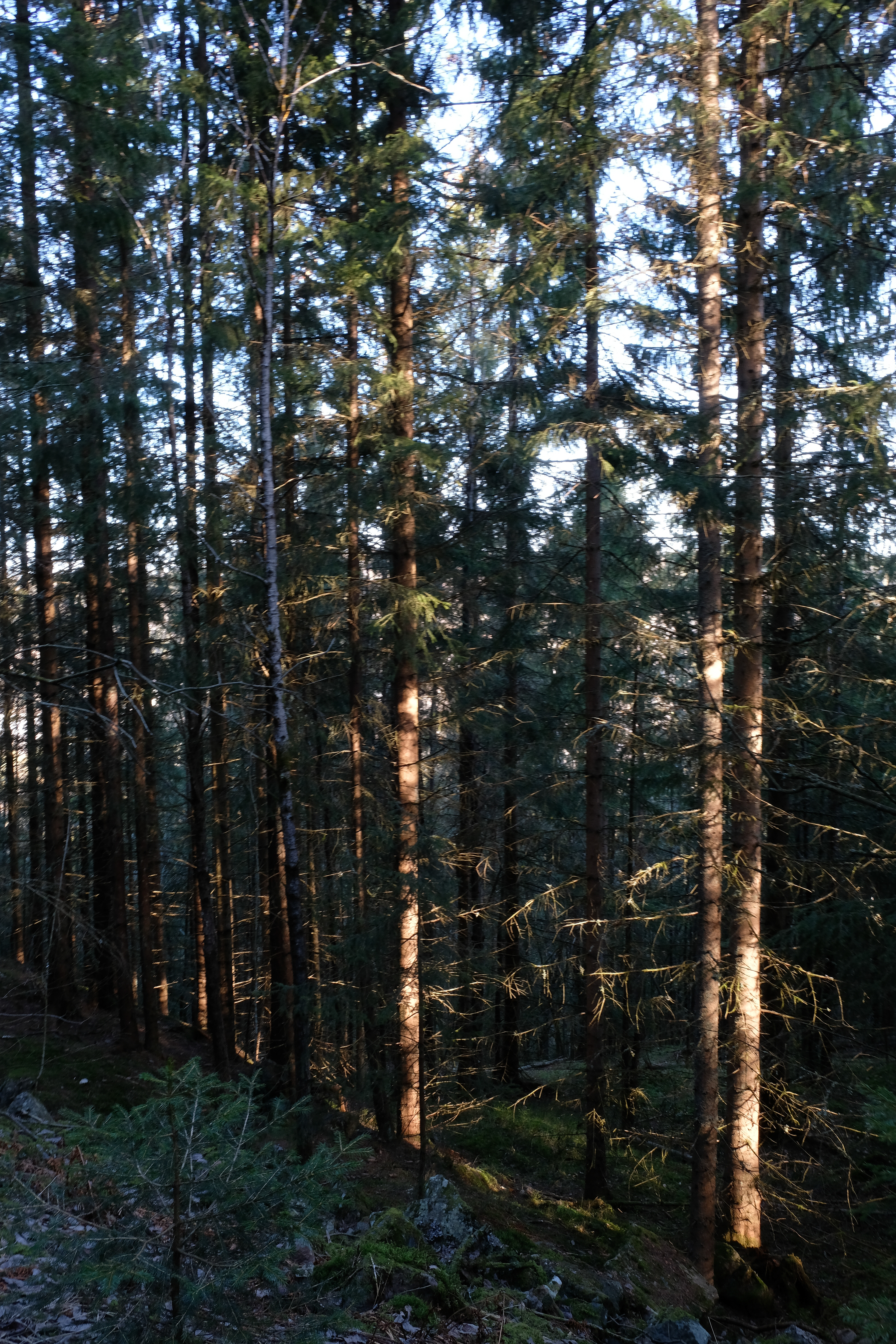 Kolsåstoppene