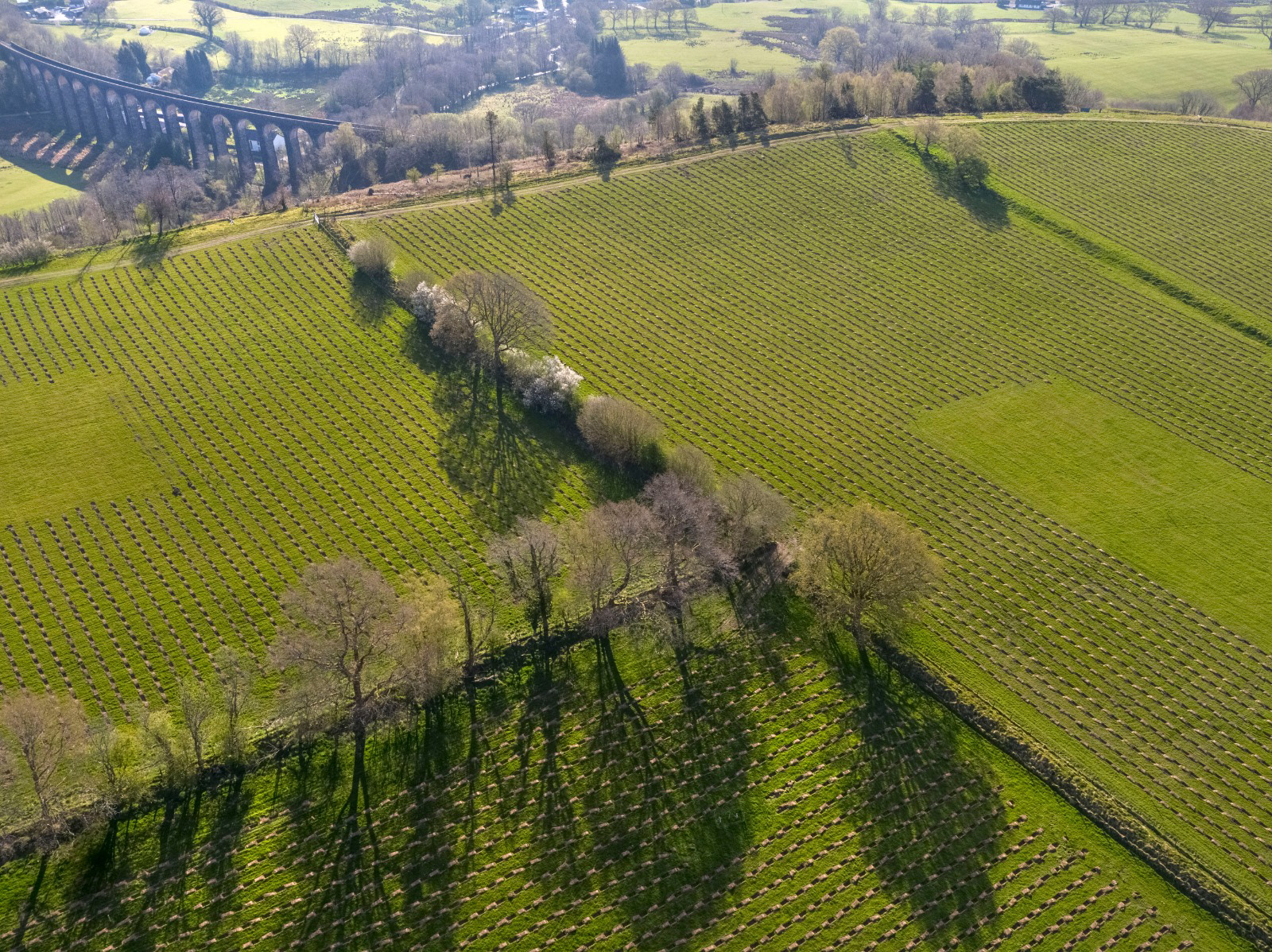 Giving nature a helping hand: Despite more than 30 years of research, we still don’t fully understand how nature stores carbon in trees and soil. The Carbon Community’s new Glandwr Forest, different nature-based solutions are being tested at scale across a 28-acre site with more than 25,000 trees. This is one of the largest carbon sequestration trials globally which blends trees, science and people to learn how to maximize carbon storage in trees and soil.