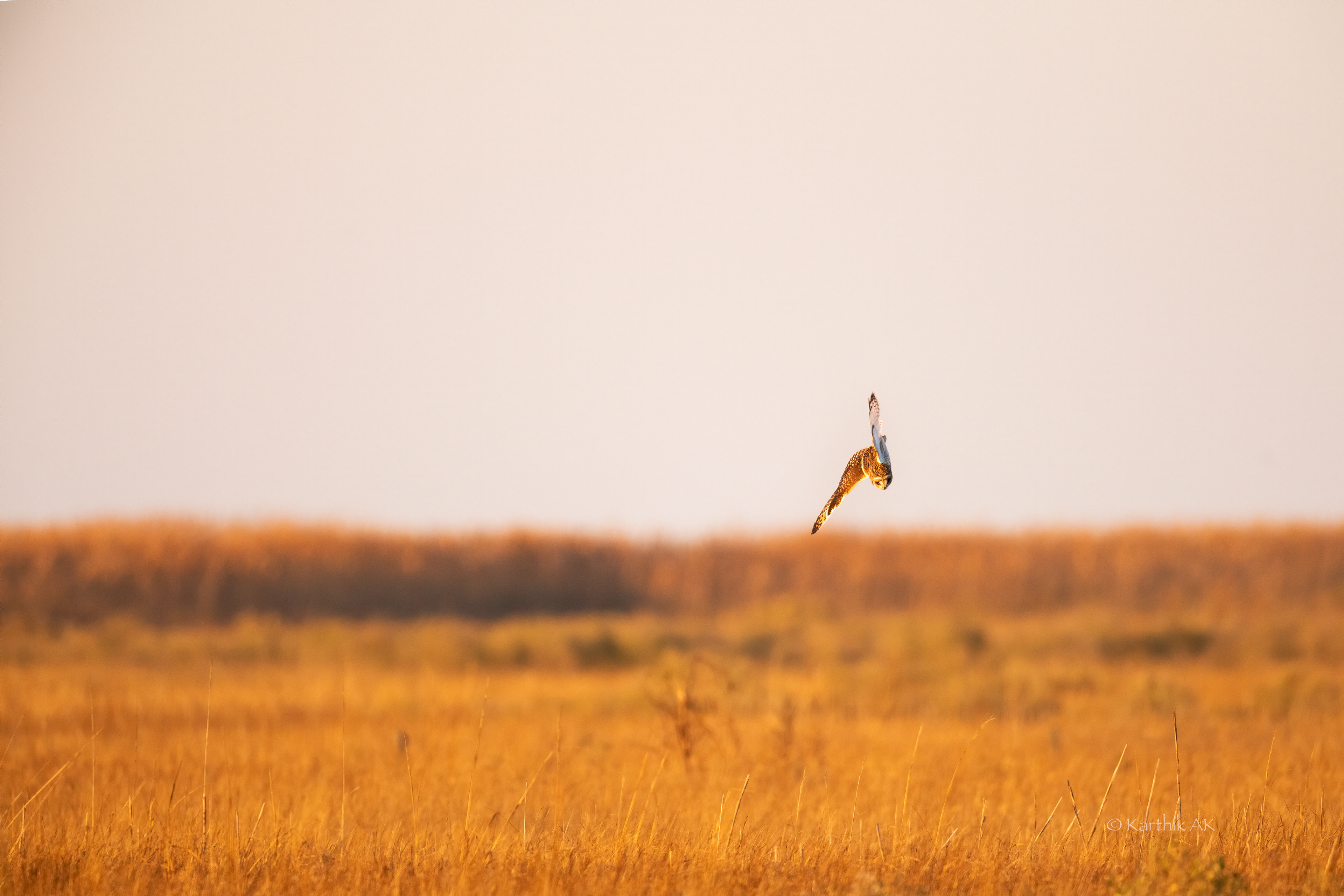 The Hunt