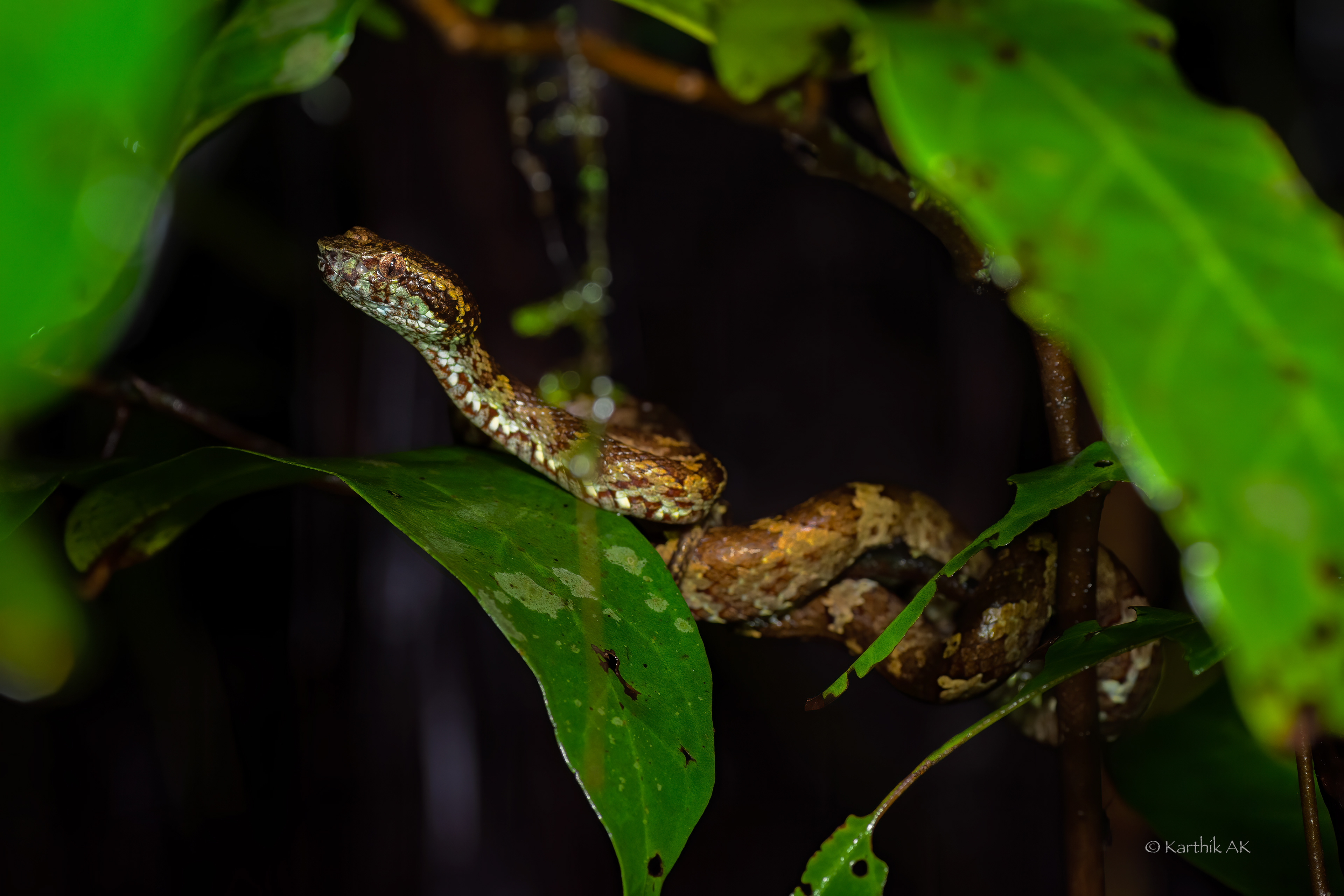 Malabar pit viper in its elements | Trimeresurus malabaricus | Sirsi, Karnataka, India