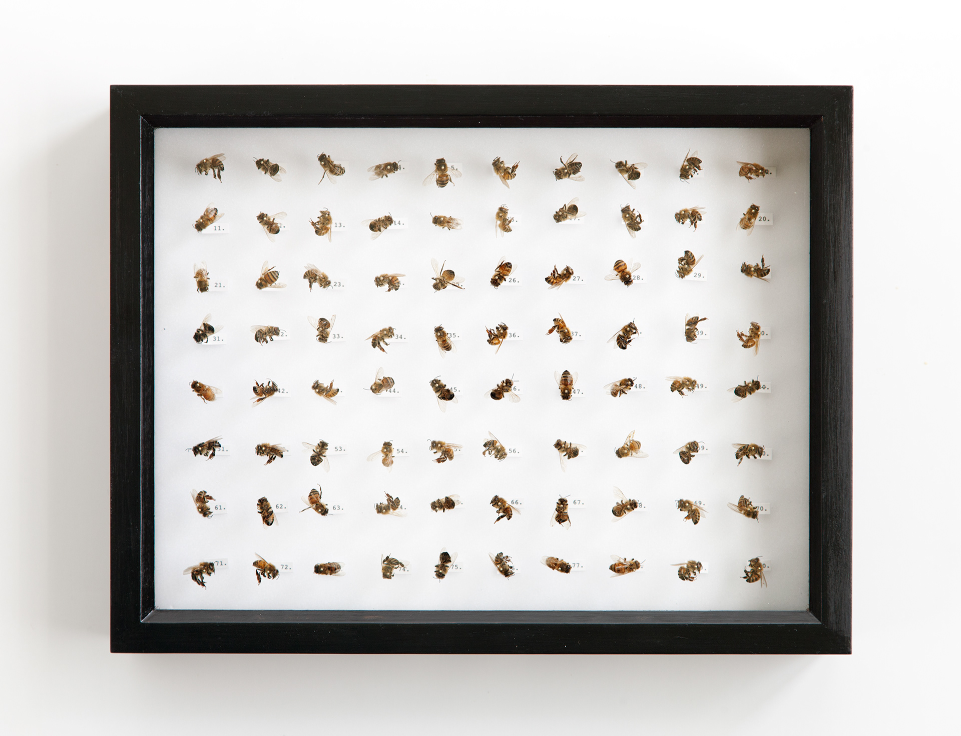 Honeybee Collection I / bees, insect pins, rubber foam