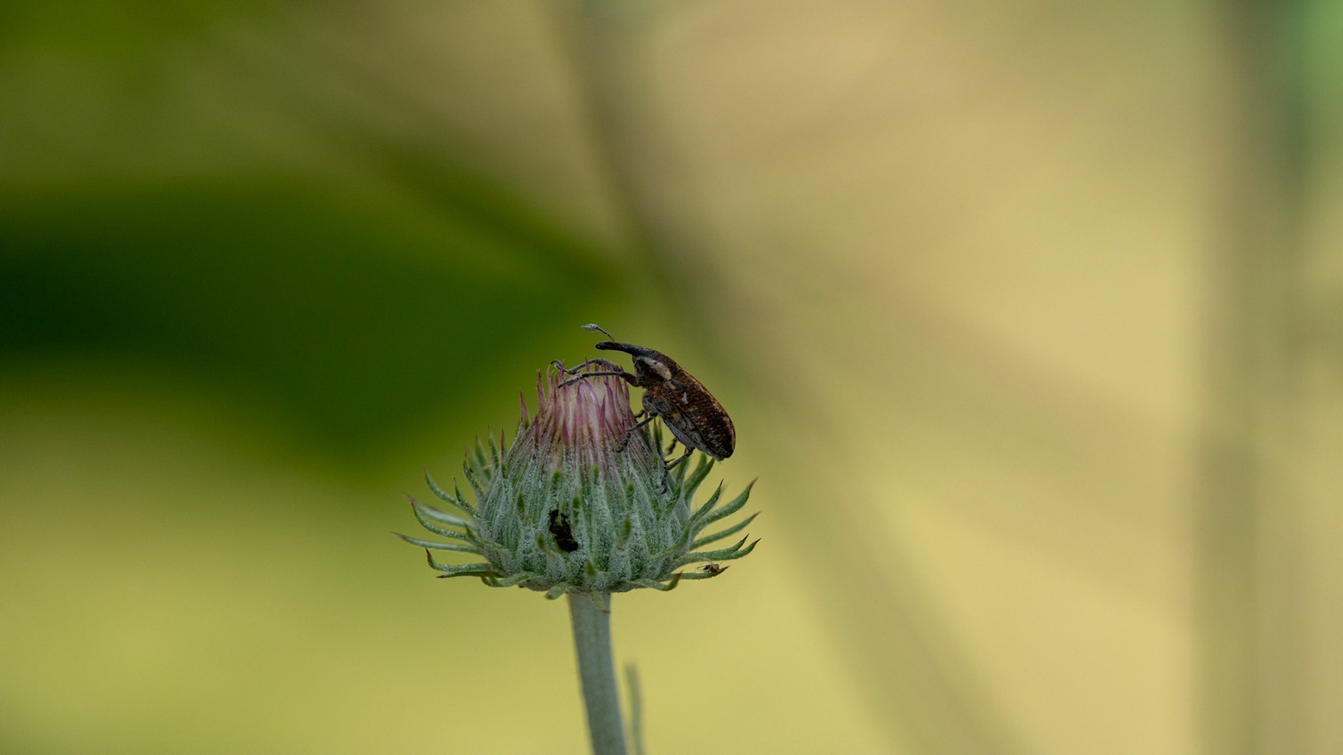 Insecta Coleoptera Curculionidae Lixus Iridis