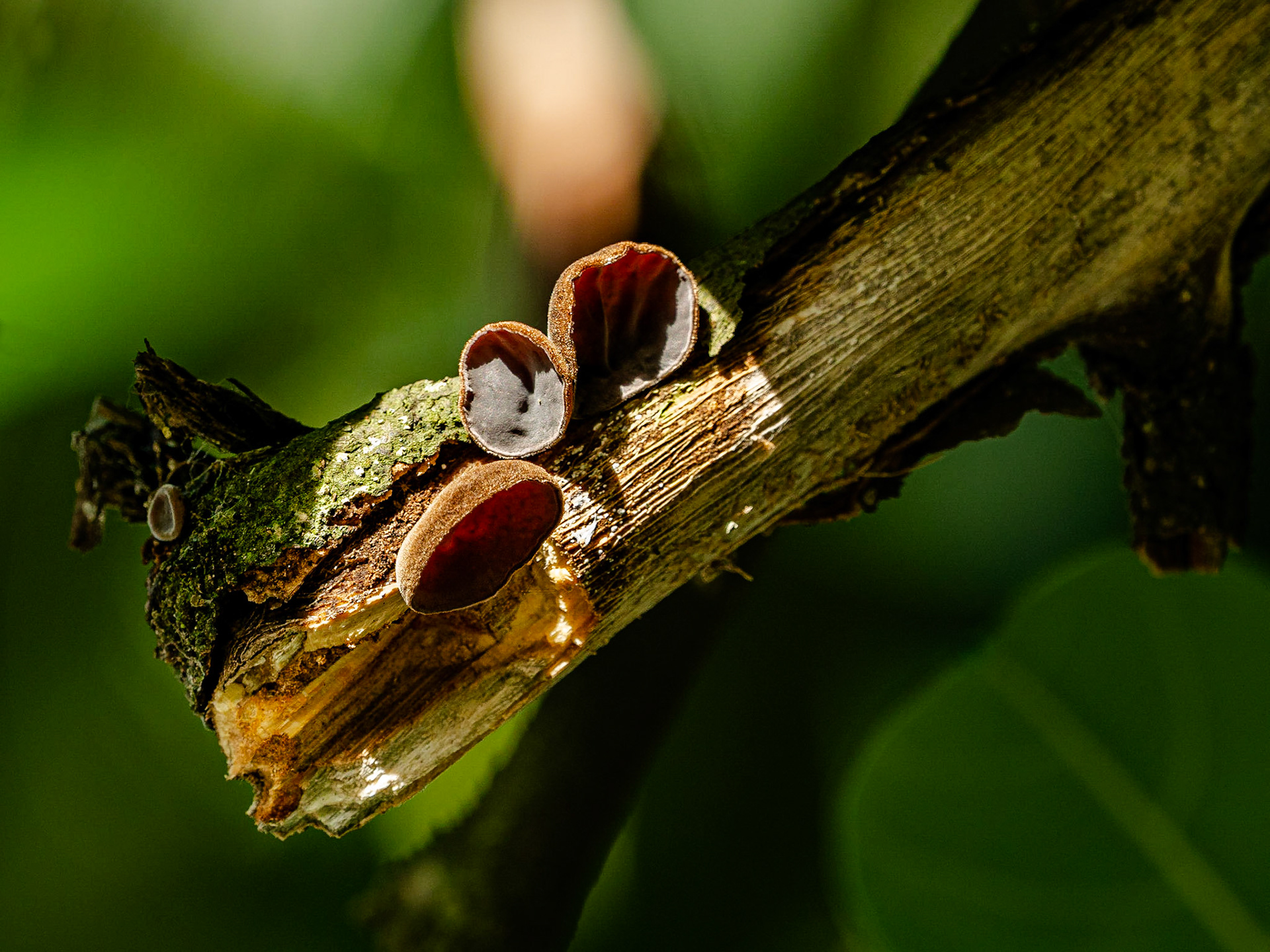 Found mostly on dead trees, or dead parts of living trees, this fungus is one of the oldest known fungi exported from New Zealand. Often included in Asian dishes, this floppy fungi is also considered to have some medicinal properties.

I just love how the light is falling on this dead branch, perfectly lighting up the fungi and crafting an environ that only light can.