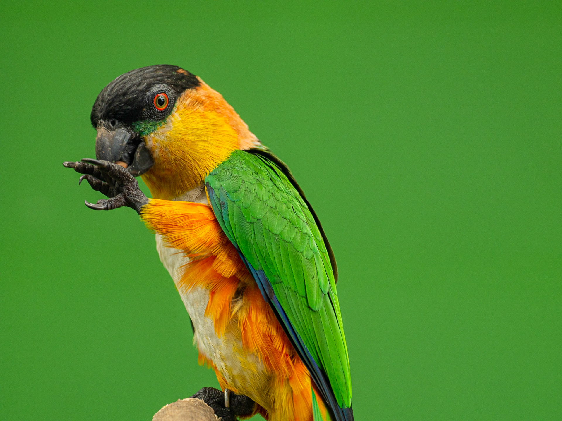 Caique