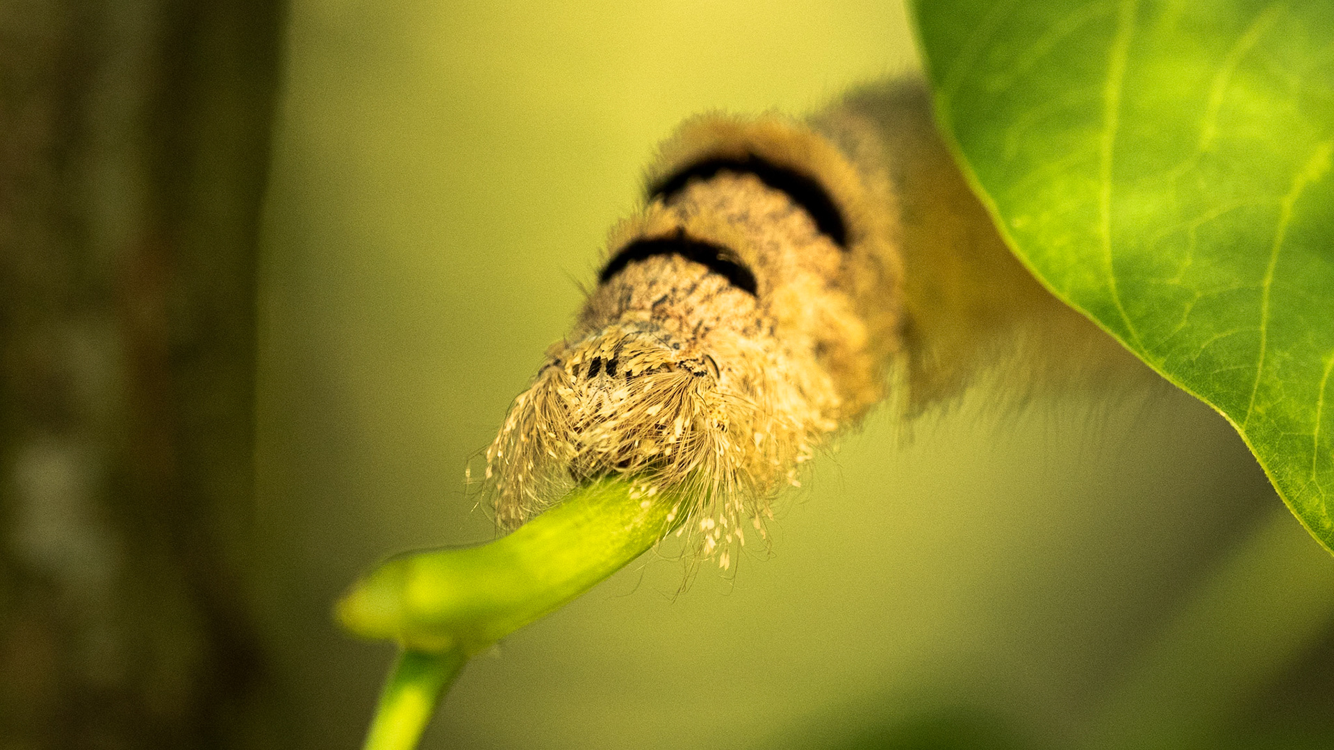 Three insects that are hard to photograph in the wild - ants, spiders and caterpillars.

Ants just keep running around all over the place, traversing a bush in under a minute; spiders are notoriously  shy and territorial. Caterpillars - well there are just plain busybodies. Always hungry, always moving up and down a stalk or a leaf looking for their next snack. 

This one was especially difficult to photograph - all those furry setae (the hair of a caterpillar) made it incredibly difficult to get a good look at her face, while she of course, was studiously intent on steaming off to hide and grab something more to eat in peace. 

I shall deem this one of my more tenuous photos -  I was delicately balanced at the edge of a cliff, one foot on a (presumably) discarded anthill, sweat streaming down into my eyes, all the while ignoring the wasp-like mosquitoes that decided I made a sumptuous buffet table!