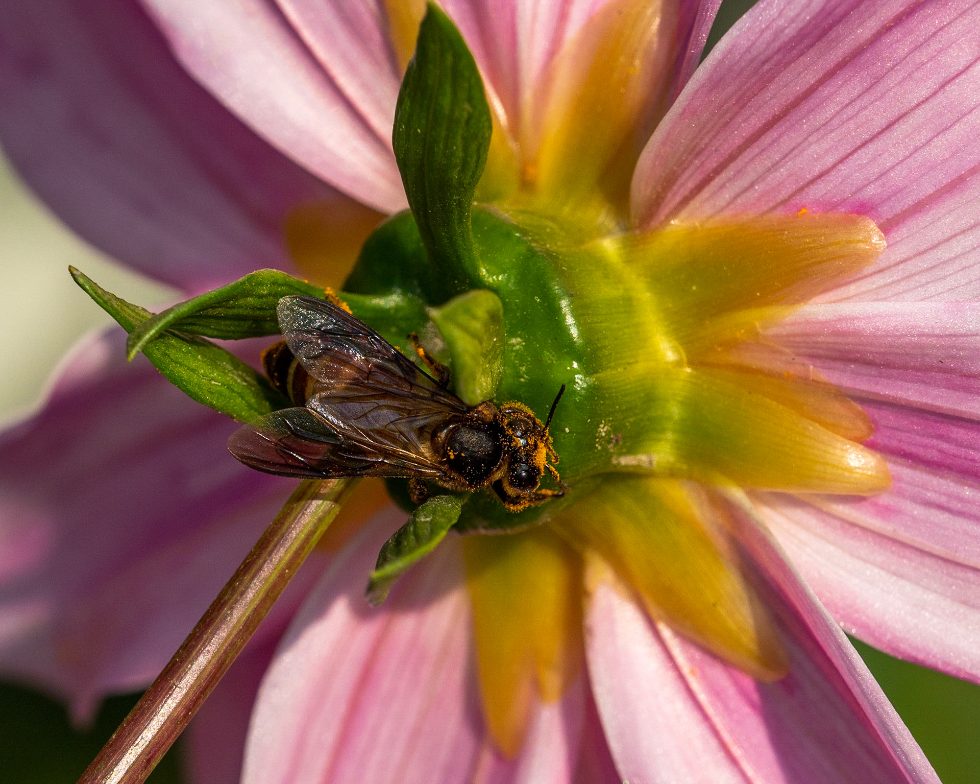 When you've eaten too much and just want to crawl into bed and snore it off!