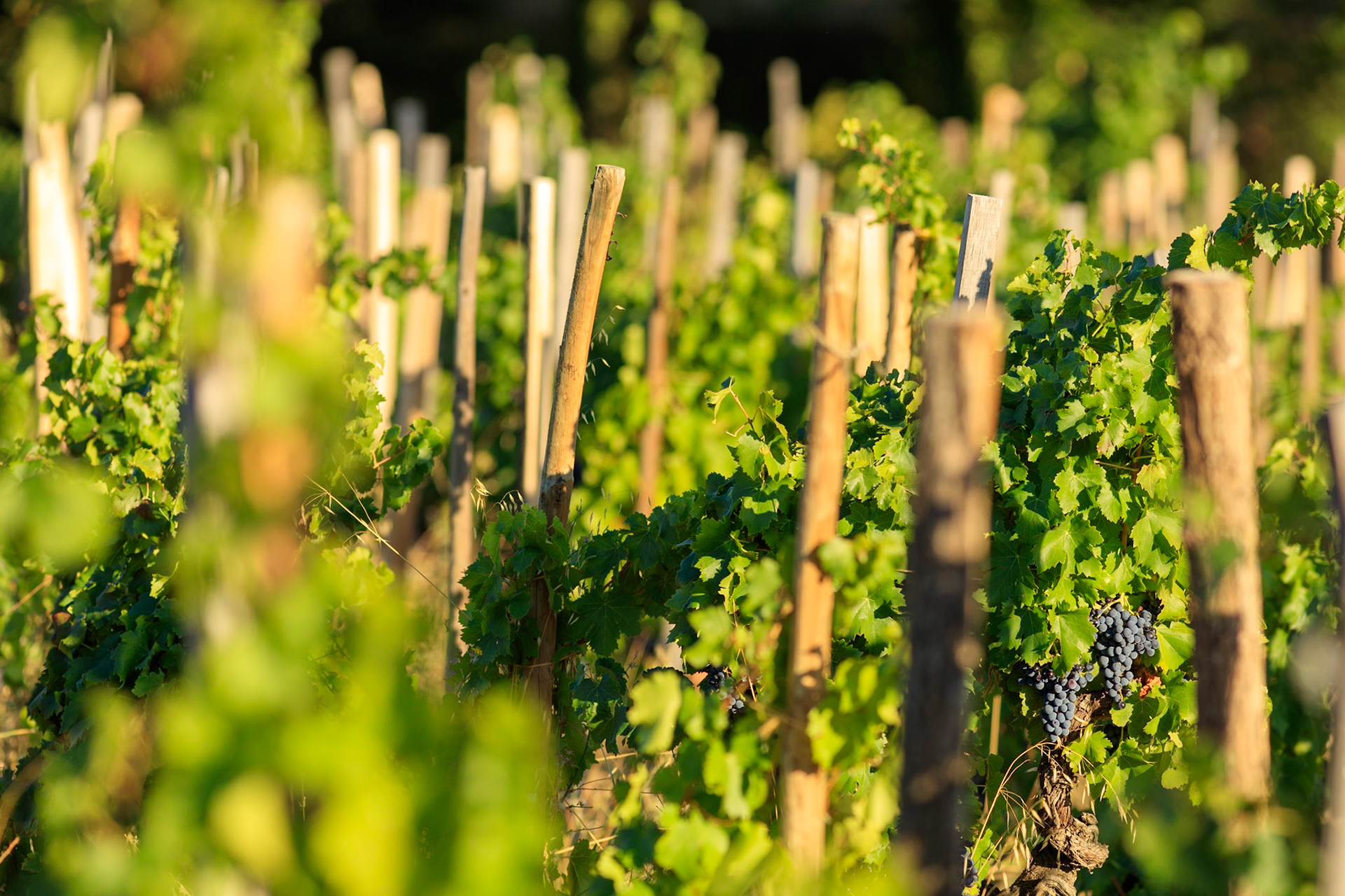 Vaucluse (84) Gigondas viticulture le vignoble piquet de vignes // FRANCE. 
Vaucluse (84) Gigondas viticulture vineyard picking vines