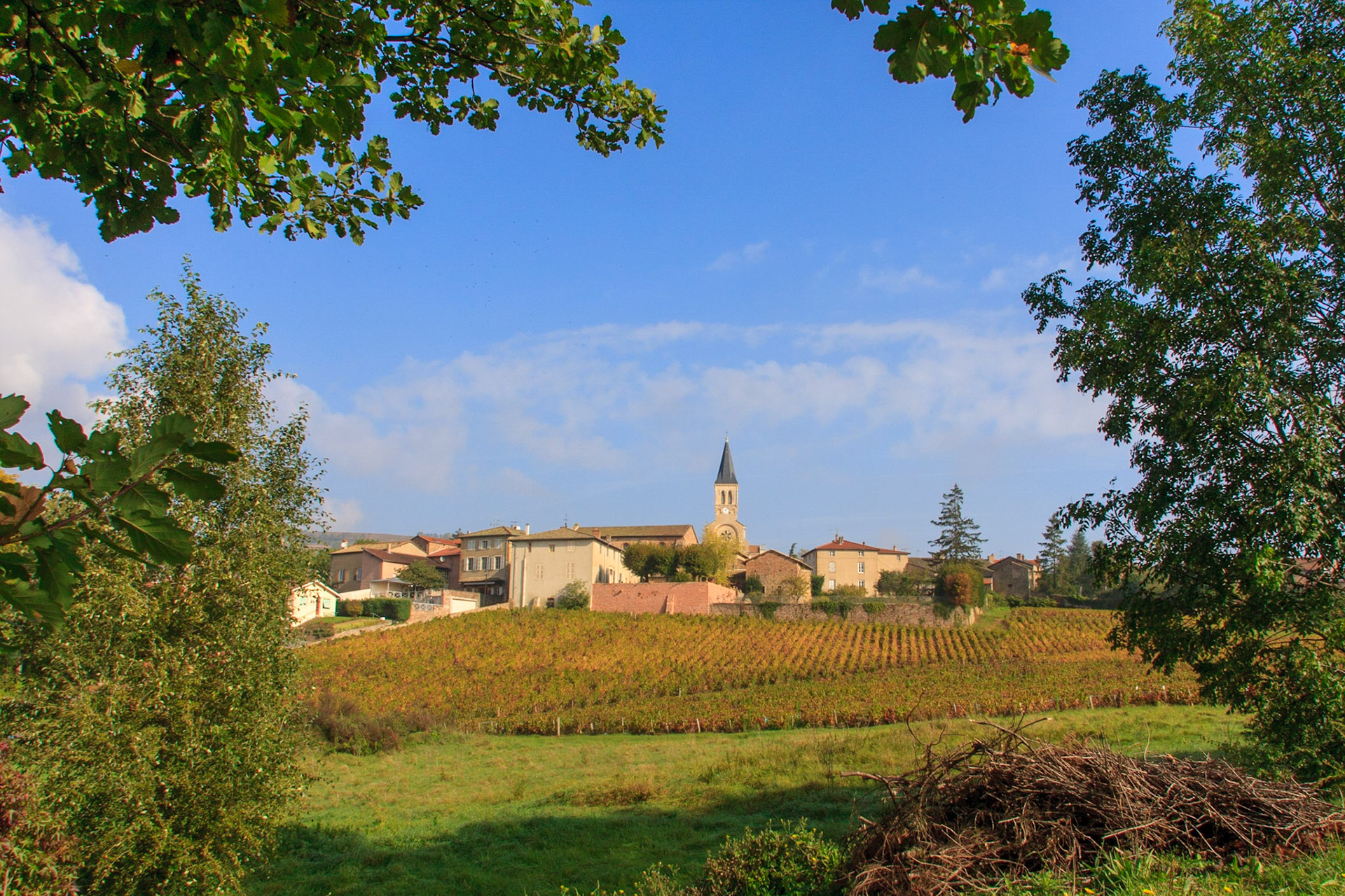 Rhone (69) romaneche-thorins, le vignoble // France. Rhone (69) romaneche-thorins, the vineyard