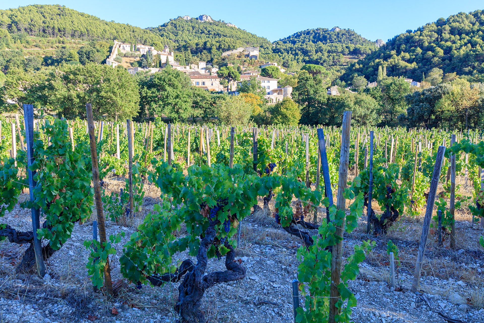 Vaucluse (84) Gigondas Ville et Village le village vue du vignoble // FRANCE. 
Vaucluse (84) Gigondas Town and Village the village view of the vineyard