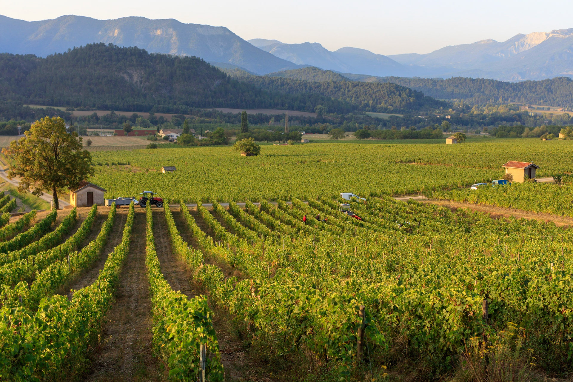 DROME (26) CHATILLON EN DIOIS PARC NATUREL REGIONAL DU VERCORS PAYSAGE CABANON DANS LES VIGNES AU SERRE DU POET // FRANCE.DROME (26) CHATILLON EN DIOIS PARK NATURAL REGIONAL OF VERCORS LANDSCAPE COTTAGE IN THE VINES WITH THE SERRE DU POET (GREENHOUSE OF THE POET)