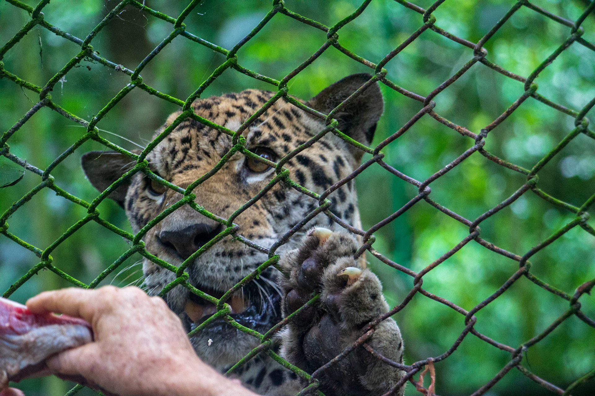 Jaguar - we were suprised by how big it is.