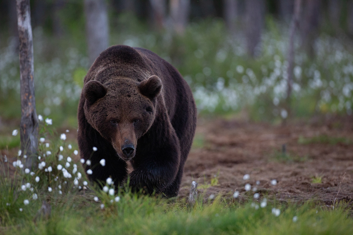 Sebastien Moine - Europe Mammals