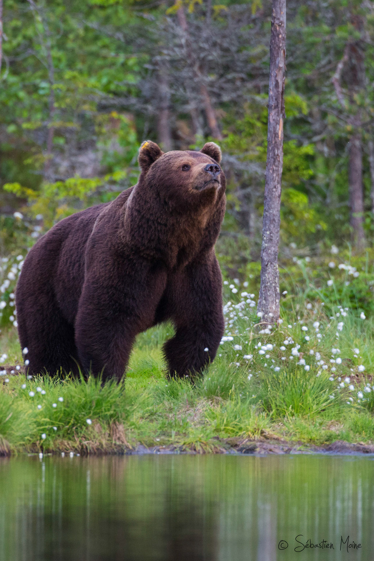 Sebastien Moine - Europe Mammals