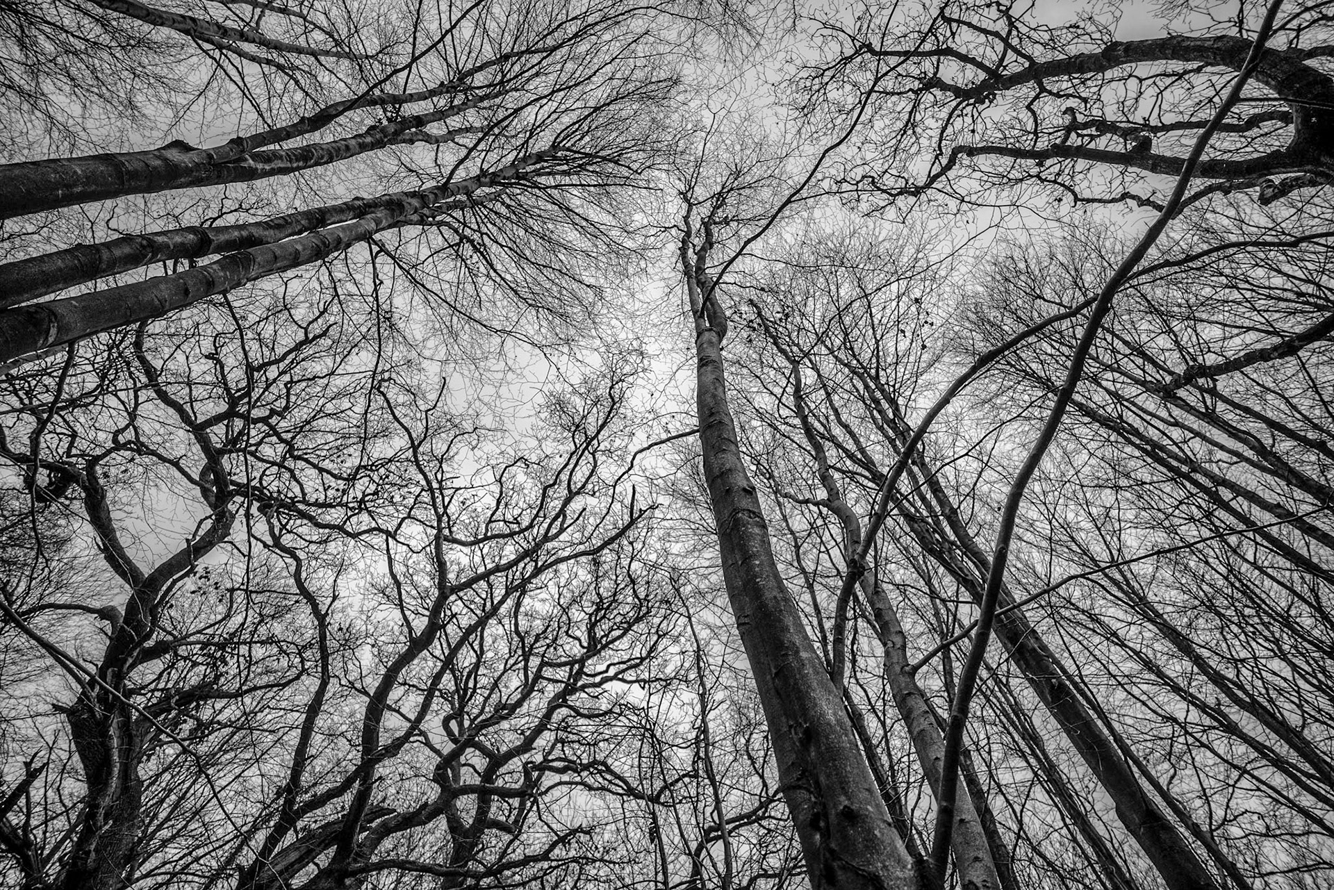 Not many leaves on the trees at this time of the year.