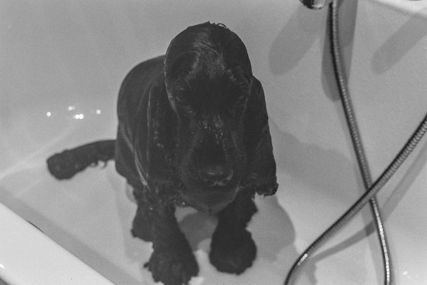 Bath time after getting 'dirty' on a walk. She was not happy - lol