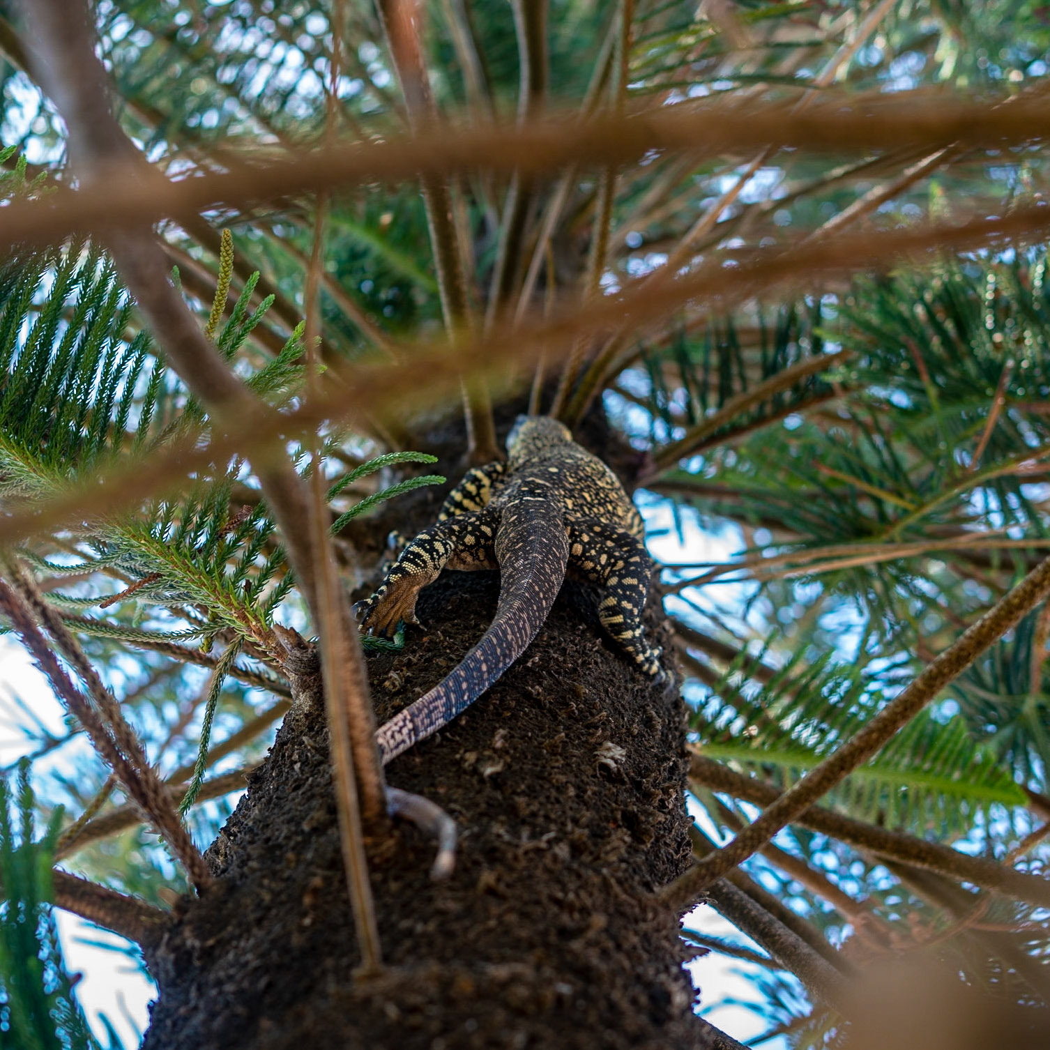 Went to Perigian Beach for breakfast and then had a sit in the park. This Goanna decided to say hello, but when I got too close it ran up the tree
