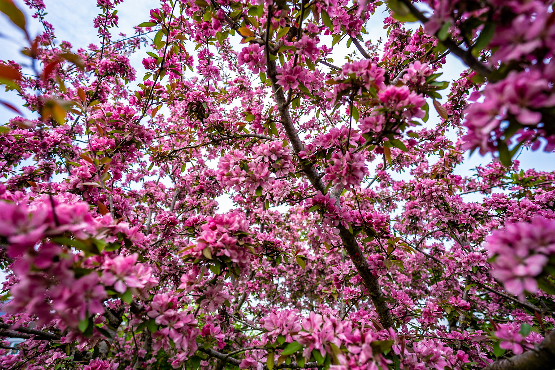The cherry tree really in bloom now - shame it only lasts for about a week