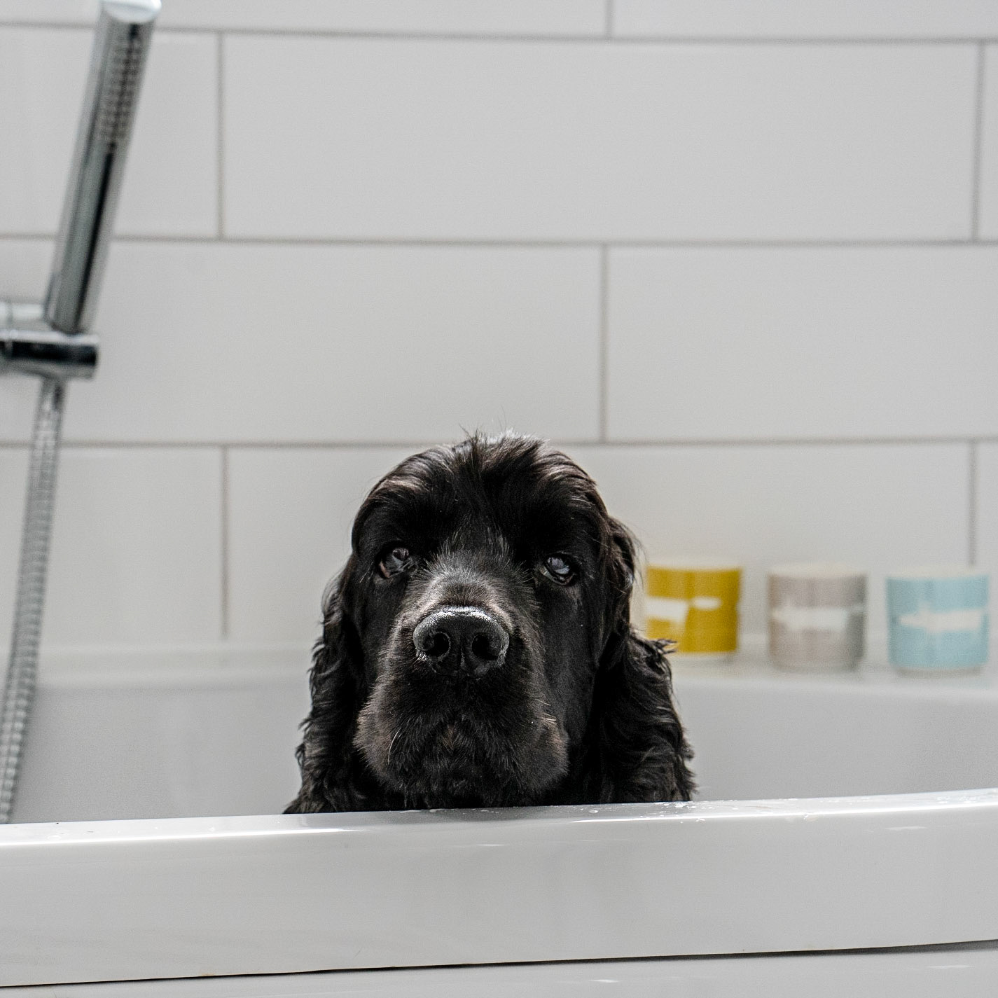 Really? I am sick and so you put me in the bath? I am so unimpessed.