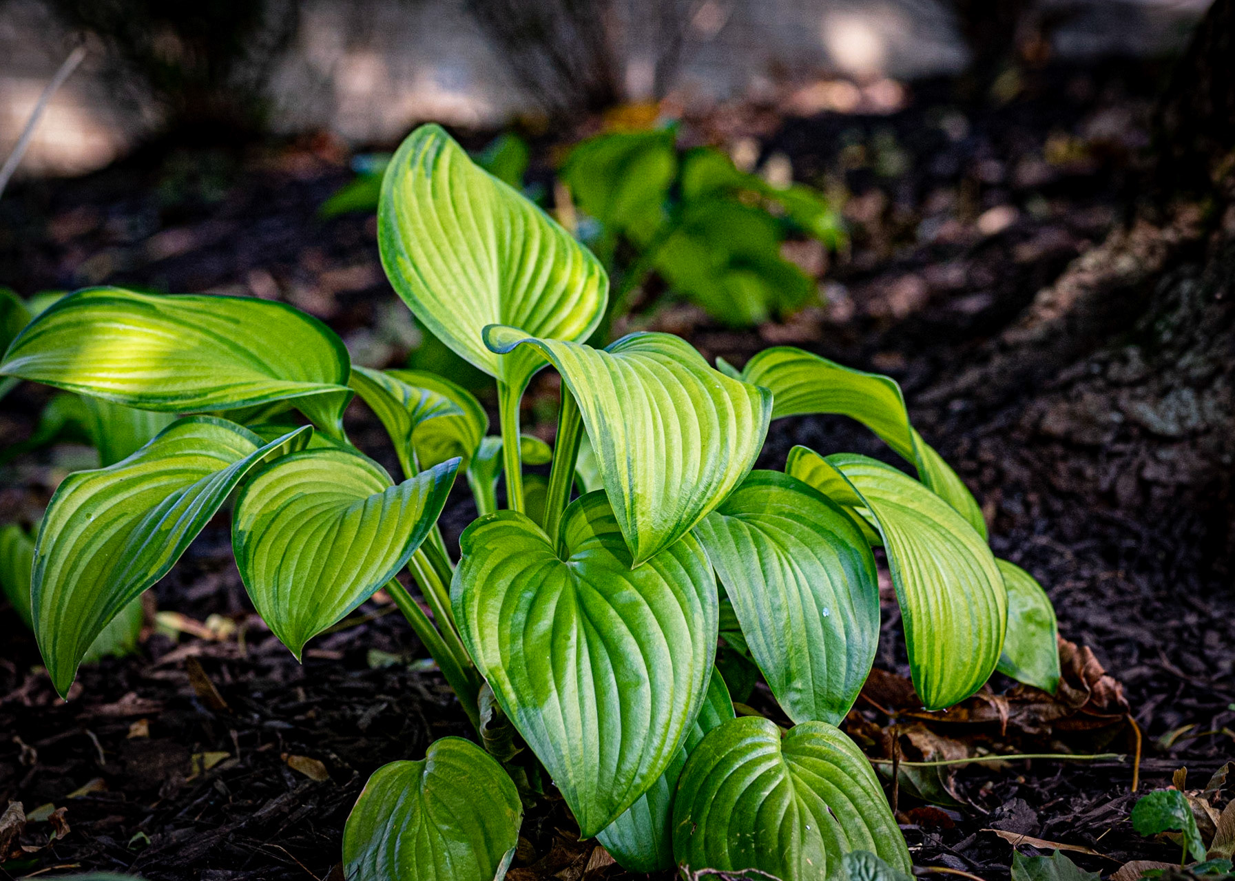 Hosta - in  my back yard - Wauwatosa WI, September 2020