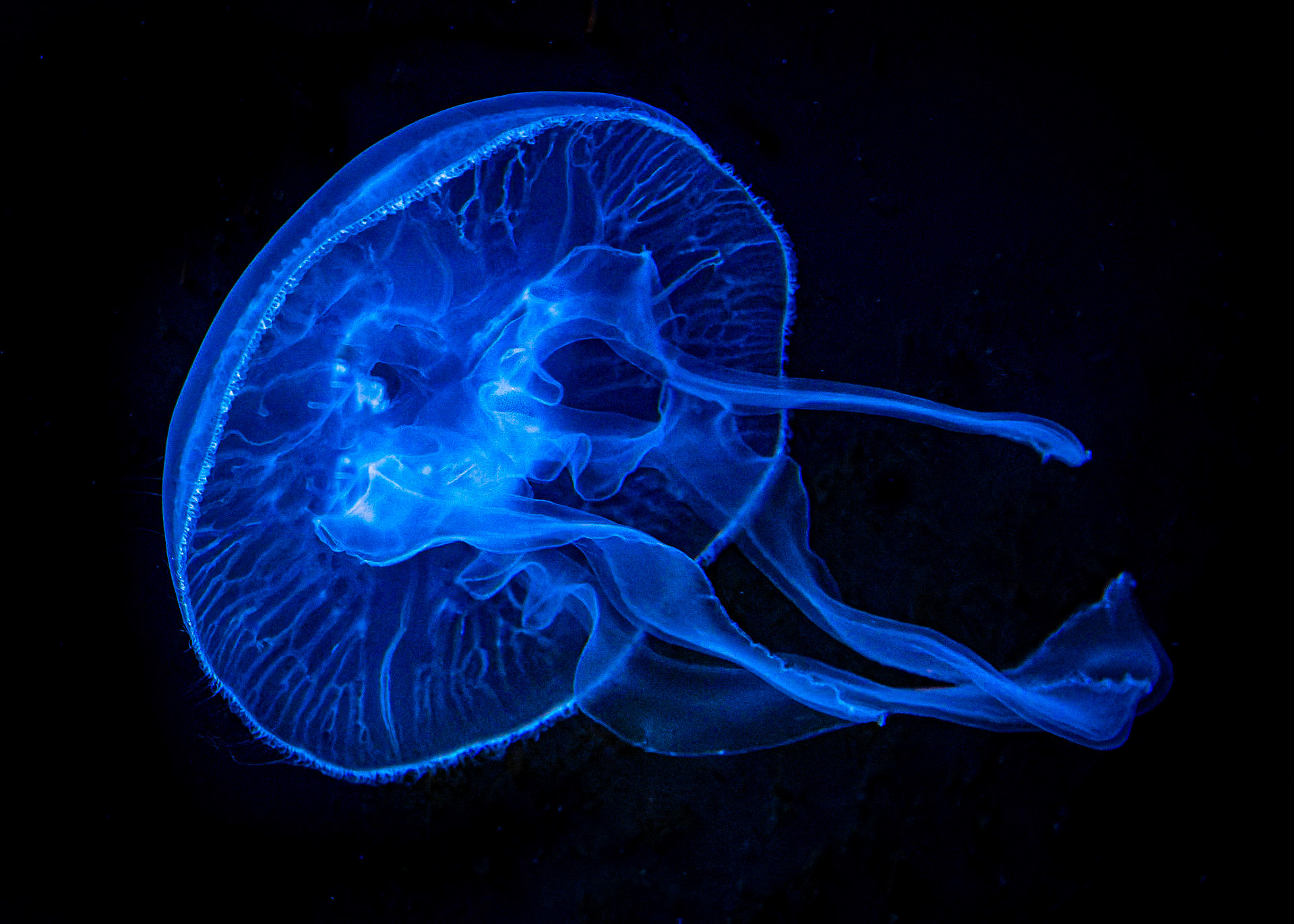 Jellyfish - Discovery World - Milwaukee WI 2021