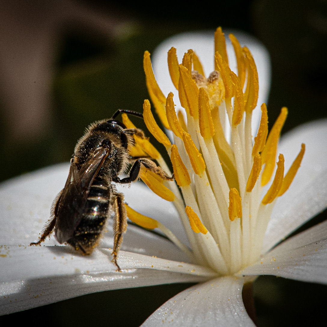 Hawthorn Glen, Milwaukee WI, April 2021
