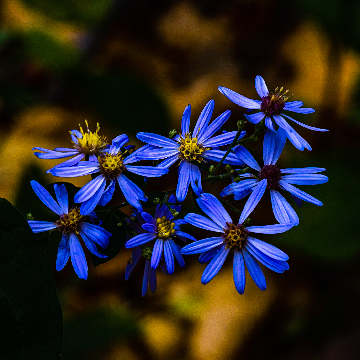 Last Flowers of 2020 - Hawthorn Glen - Wauwatosa, October 2020