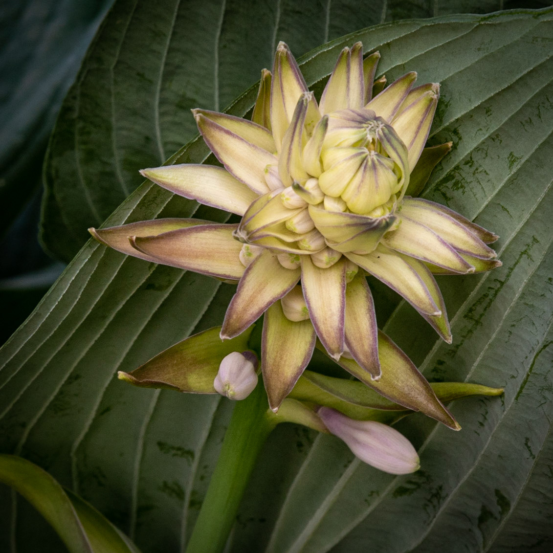 Hosta Bud, Wauwatosa WI June 2021